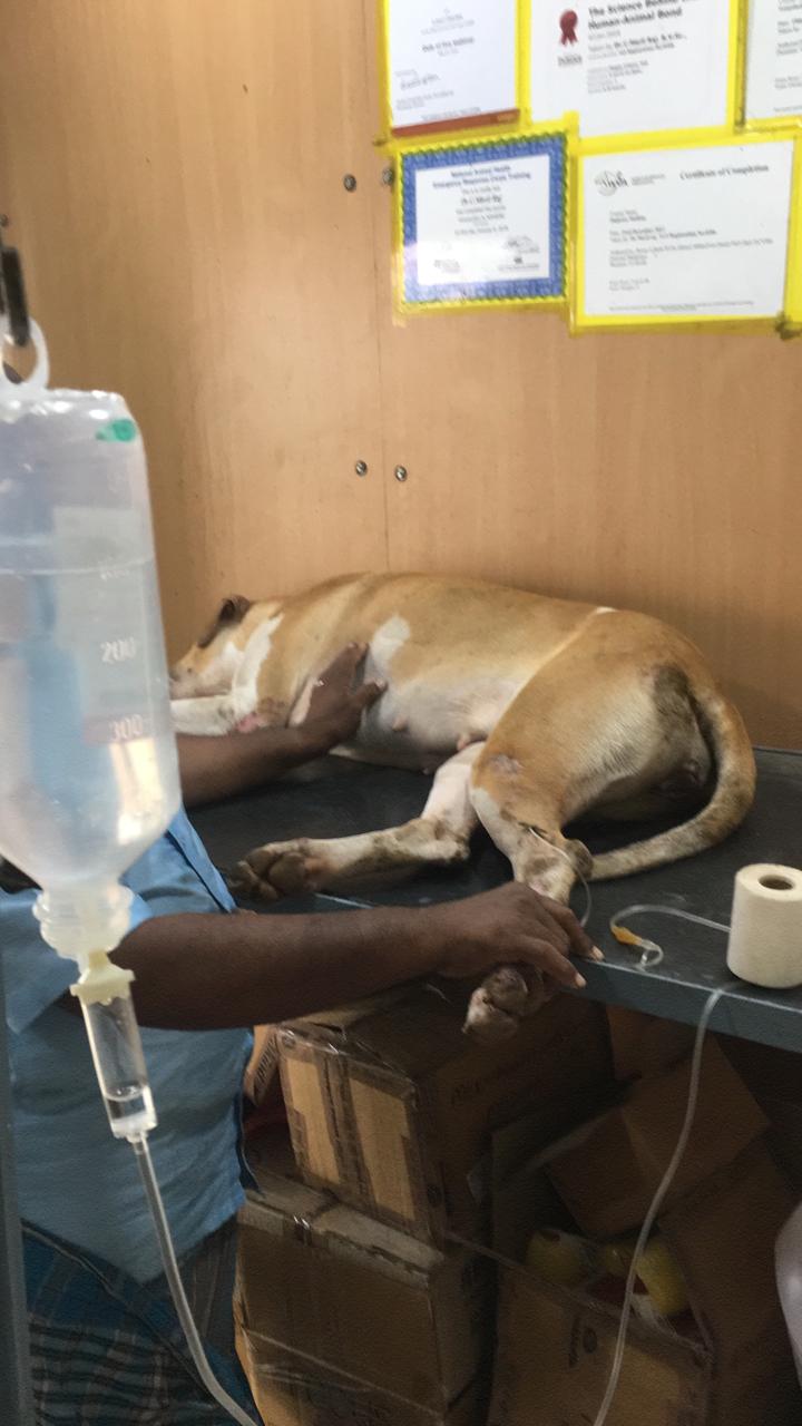 dog saves owner after fighting with venomous snake in madurai