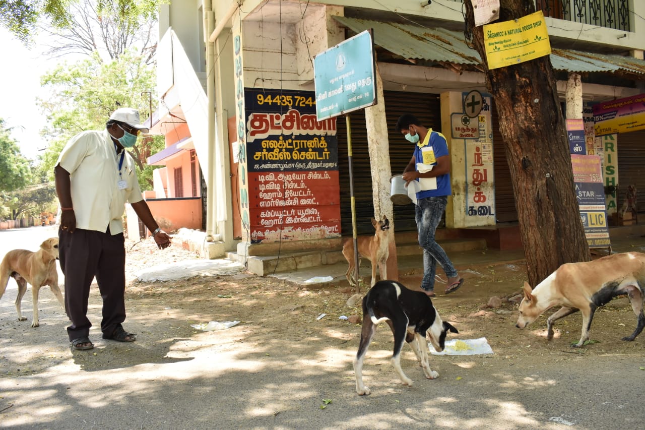 மாவட்ட ஆட்சியர் உத்தரவின்பேரில்  தெரு நாய்களுக்கு உணவு வழங்கப்பட்டது