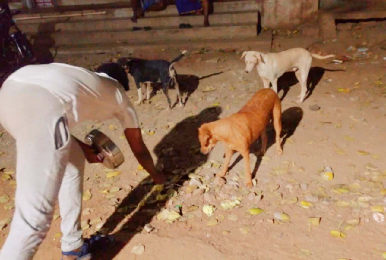 மாவட்ட ஆட்சியர் உத்தரவின்பேரில்  தெரு நாய்களுக்கு உணவு வழங்கப்பட்டது