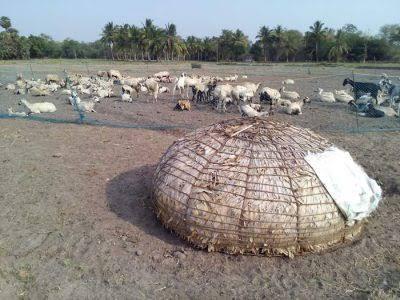 வன மேய்ச்சலுக்கு தடை போட்ட நீதிமன்றம் : அழிகிறதா நாட்டு மாட்டினம்..?