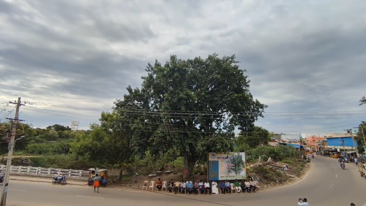 बरगद के पेड़ का जन्मदिन मनाया