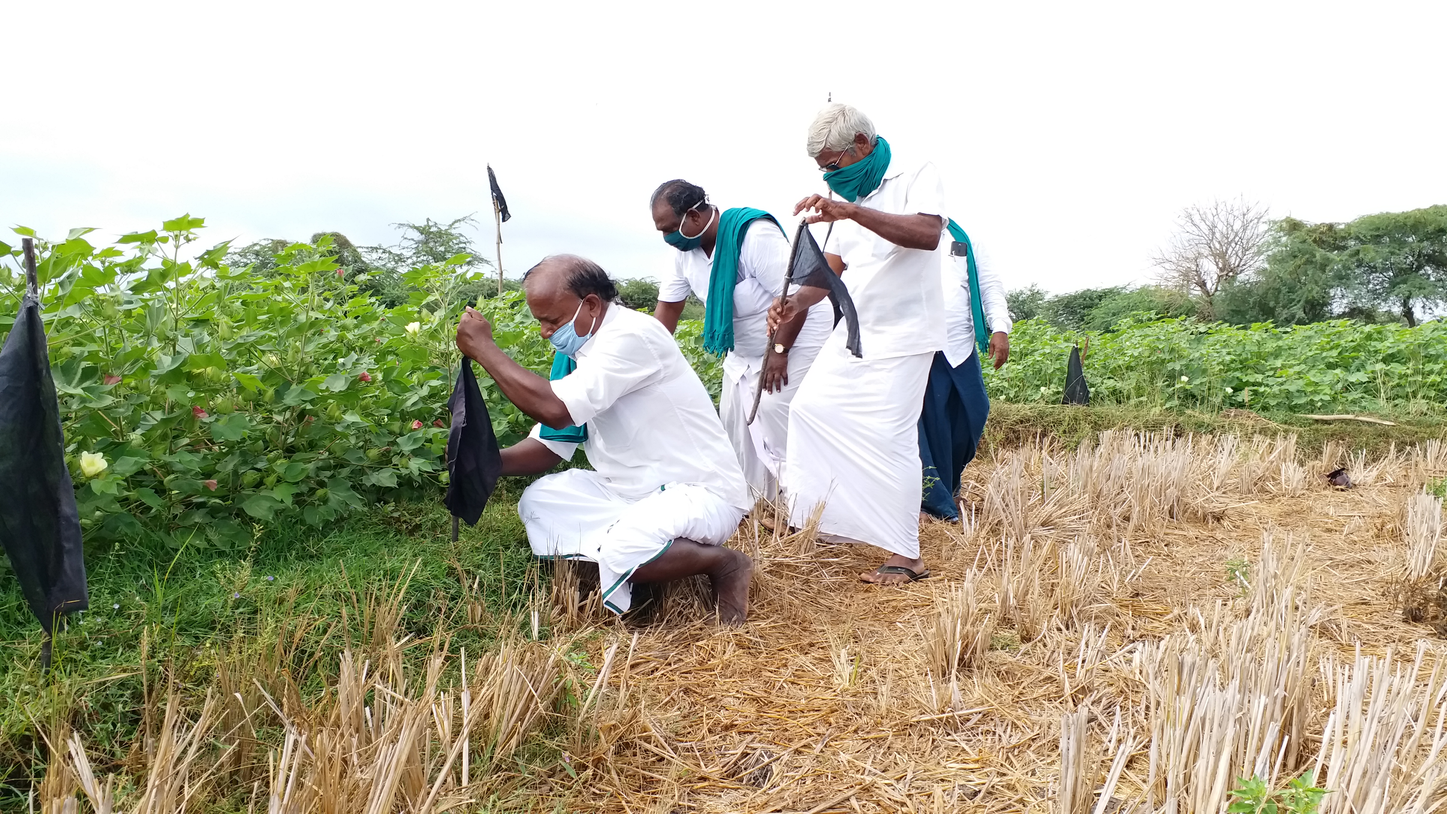 நிலத்தில் கருப்புக் கொடி நடும் விவசாயிகள்