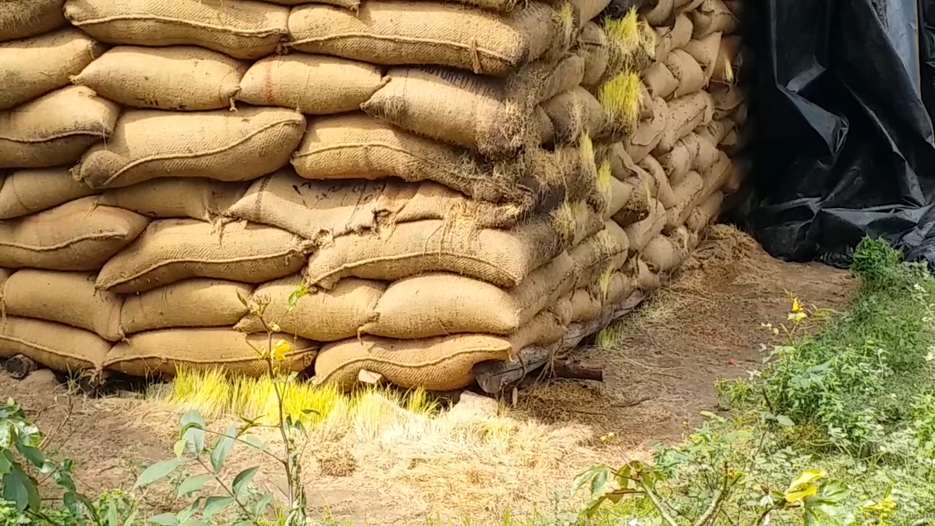 10 thousand tons of paddy bundles damaged without maintenance in Nagapattinam