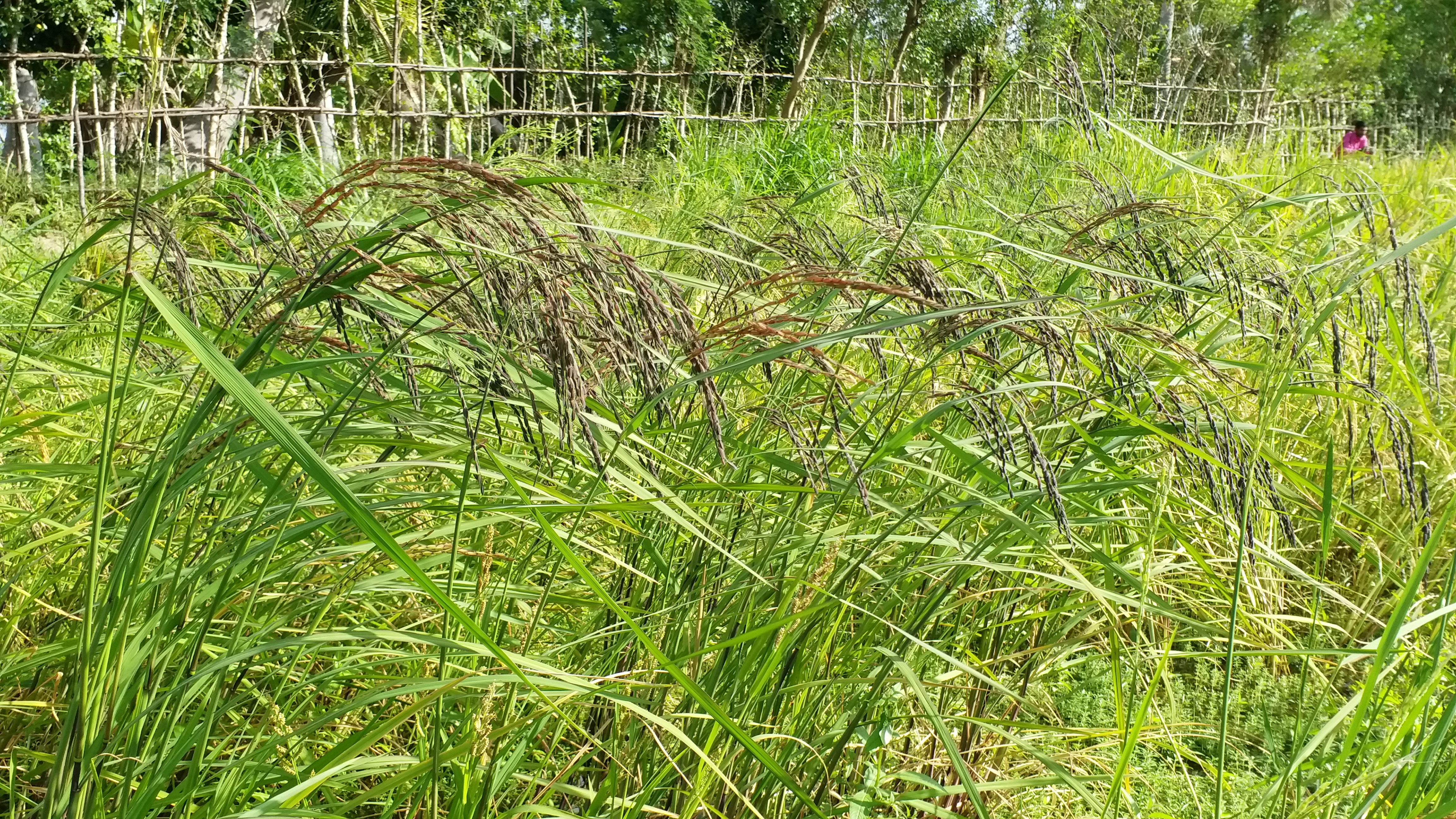 A Nagapattinam family breaks records by retrieving 1030 traditional paddy varieties