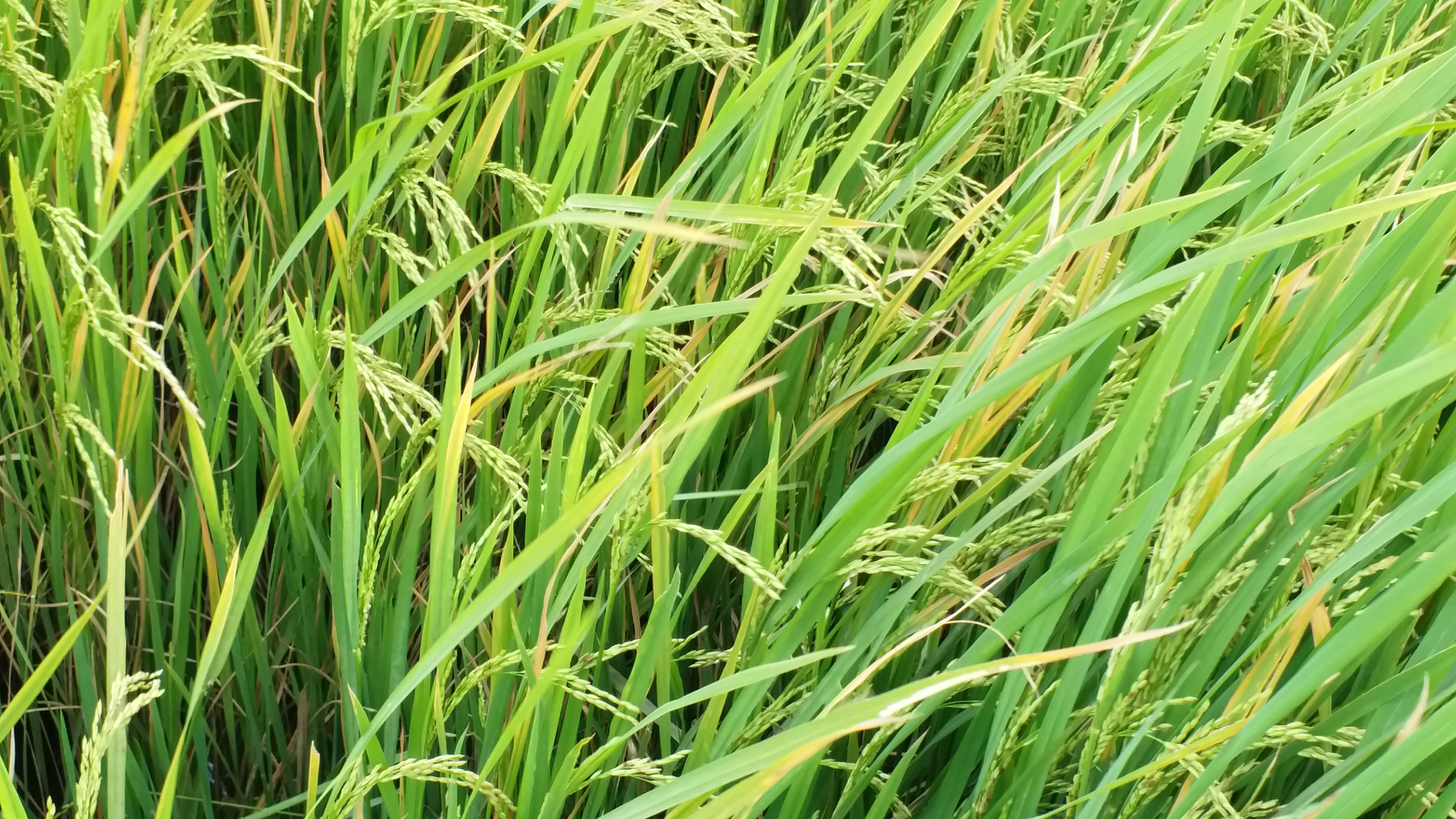 A Nagapattinam family breaks records by retrieving 1030 traditional paddy varieties