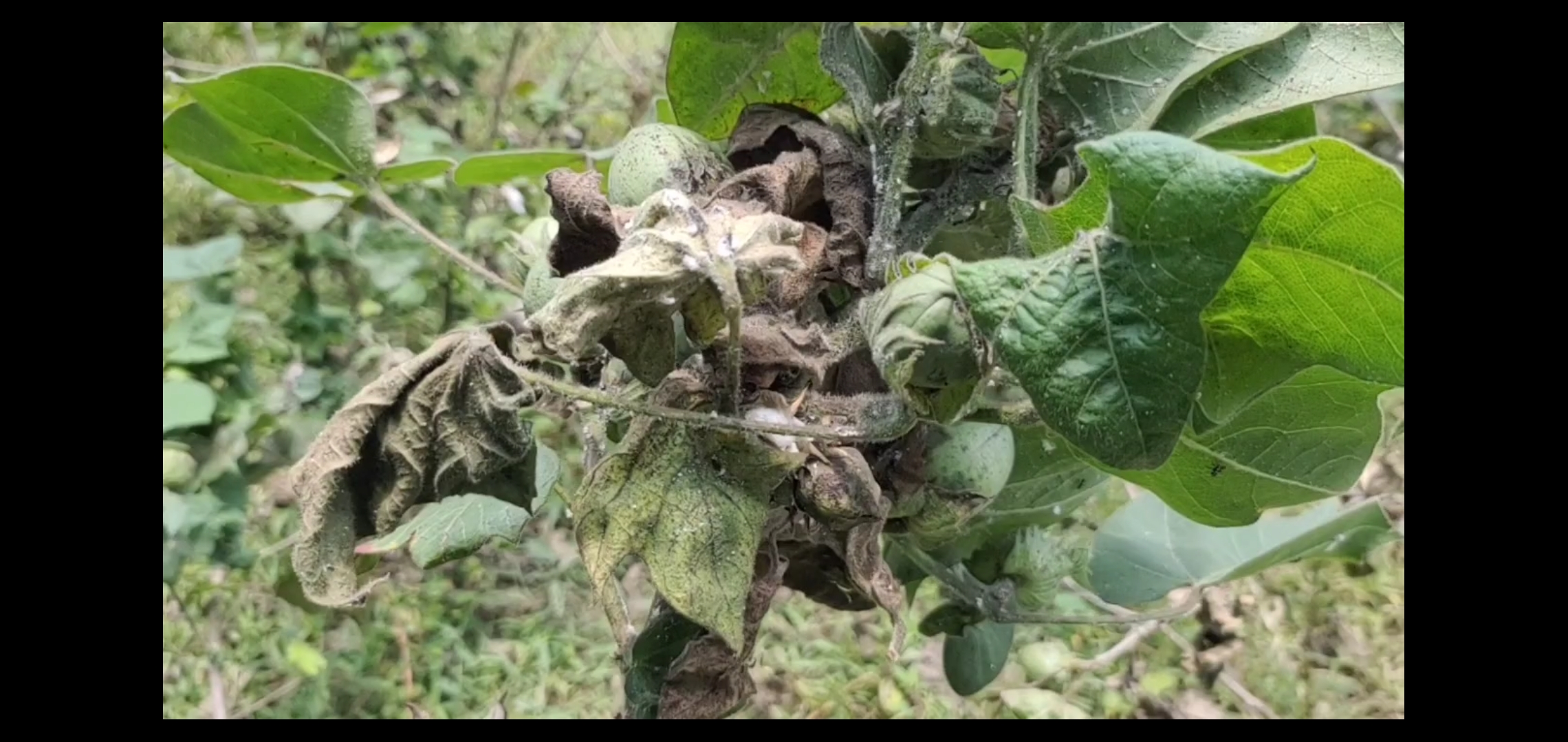 mayiladuthurai insects attacking cotton buds cause anxiety among farmers