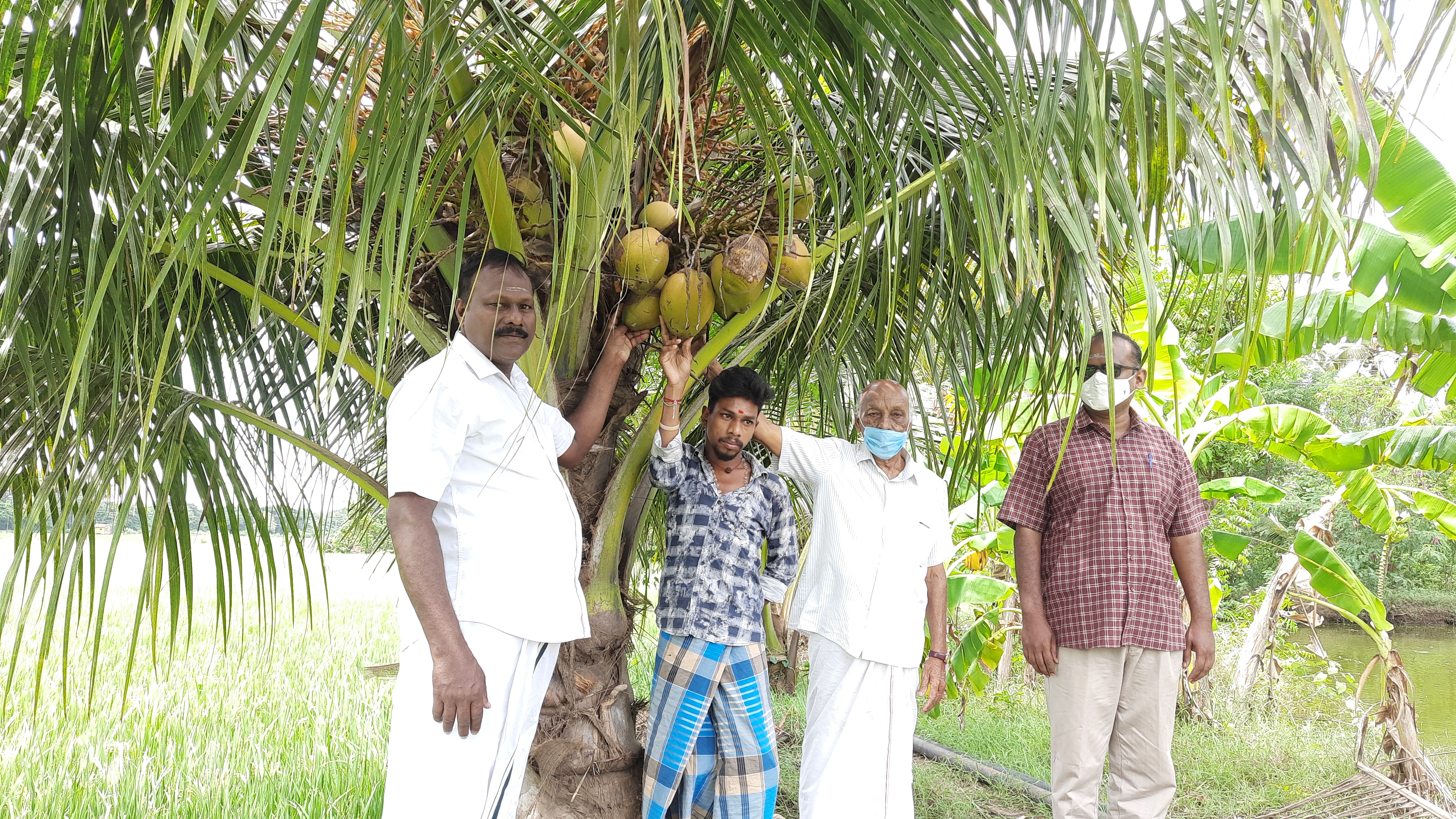 coconuts