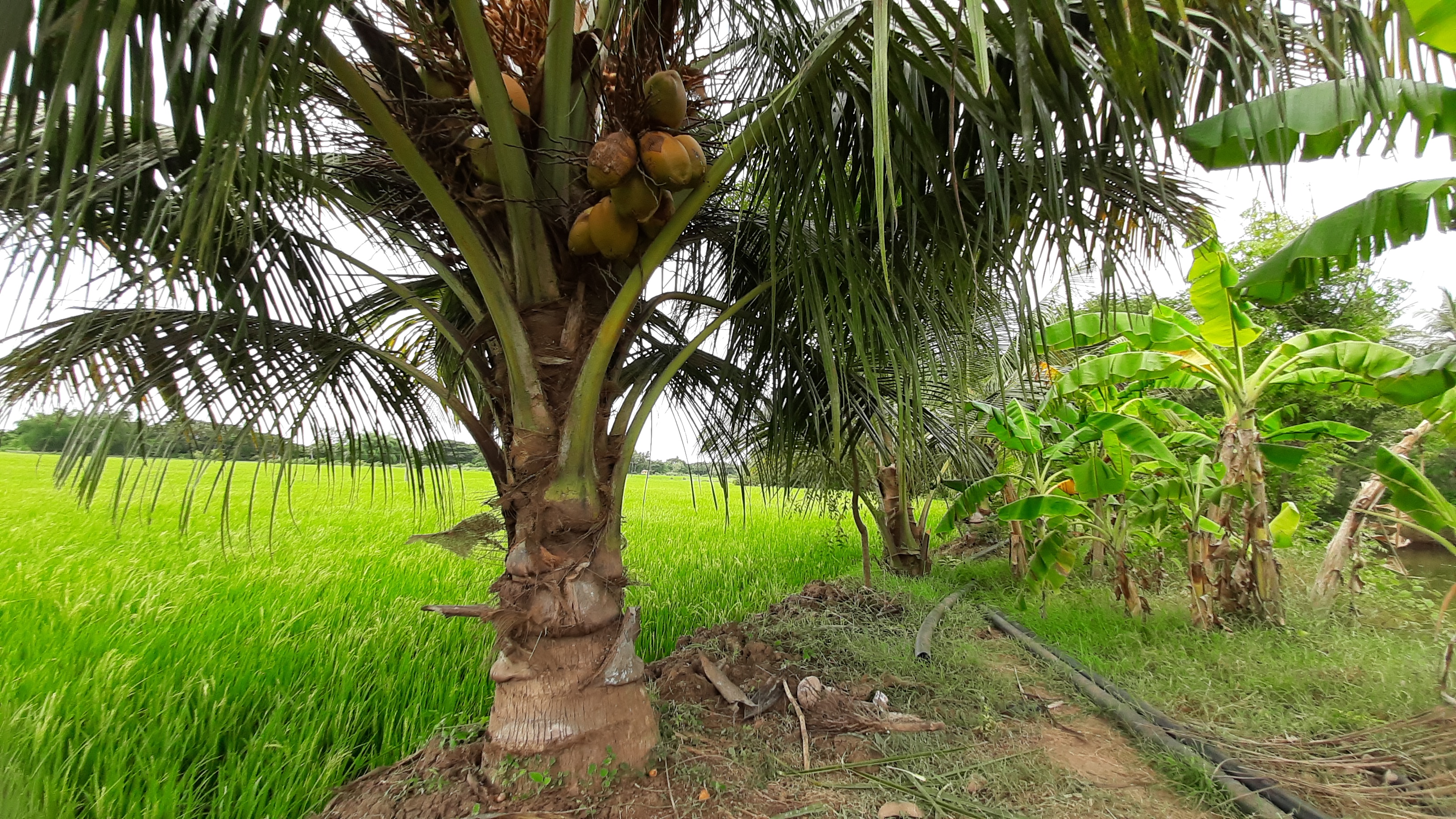 coconuts