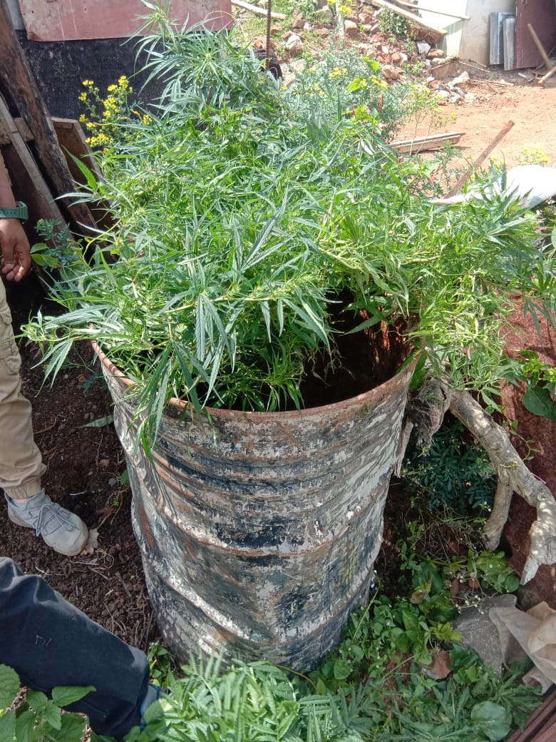 cannabis planting