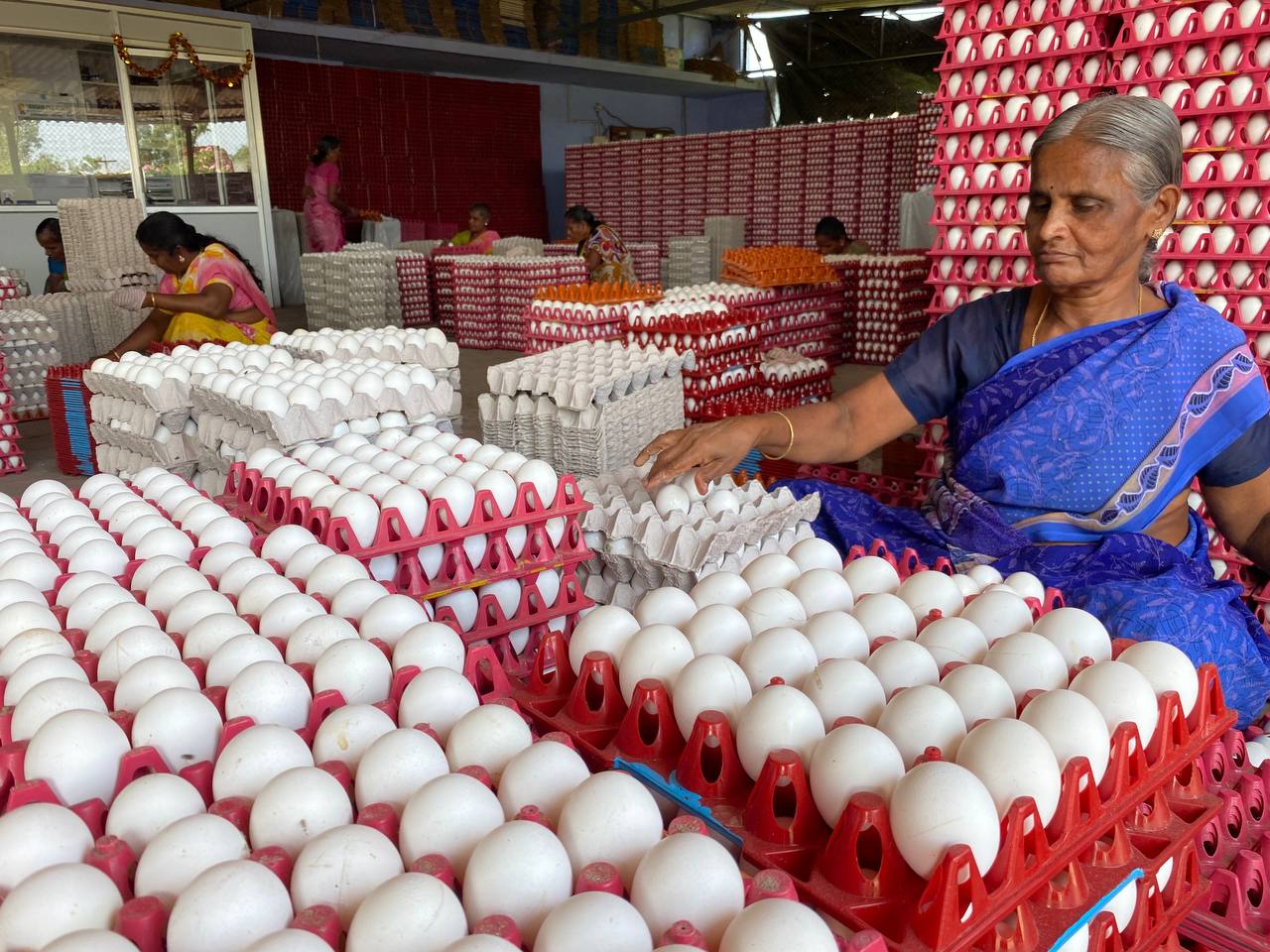 நாமக்கல்லில் இருந்து கத்தாருக்கு 1.50 கோடி அளவு முட்டைகள் ஏற்றுமதி