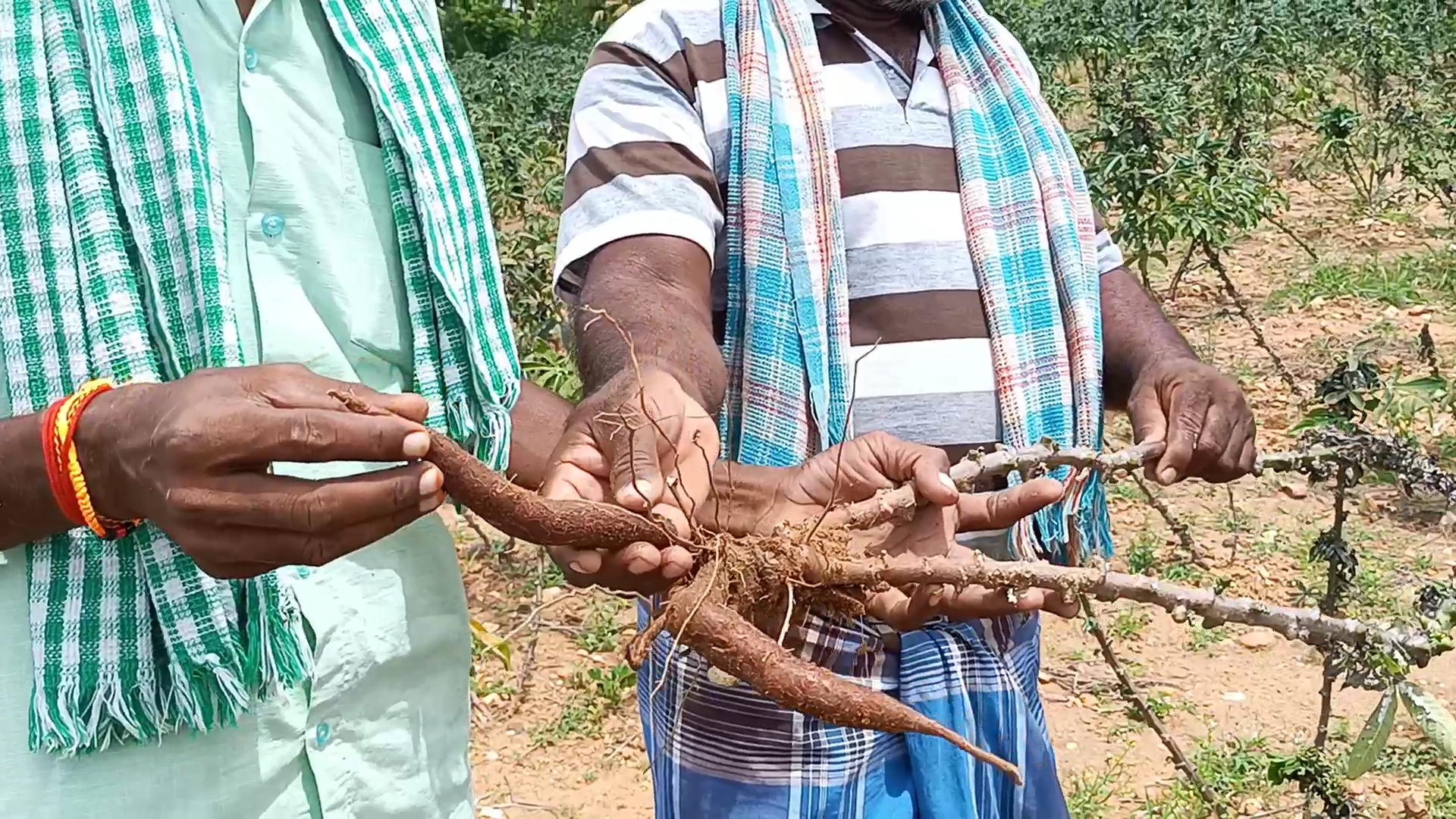 Namakkal, thiruchengode, maravalli,spoil,new, disease, agriculture