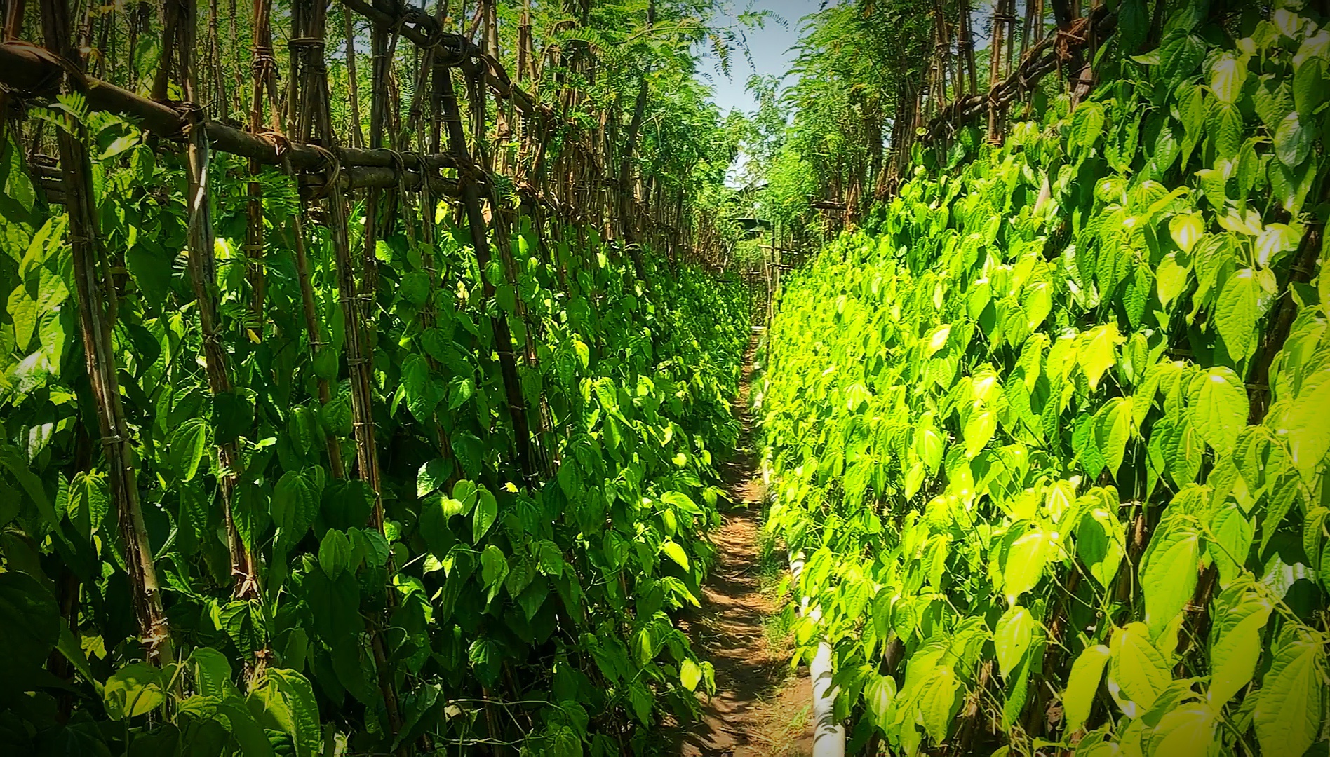 பறிக்கும் நிலையில் இருக்கும் வெற்றிலை