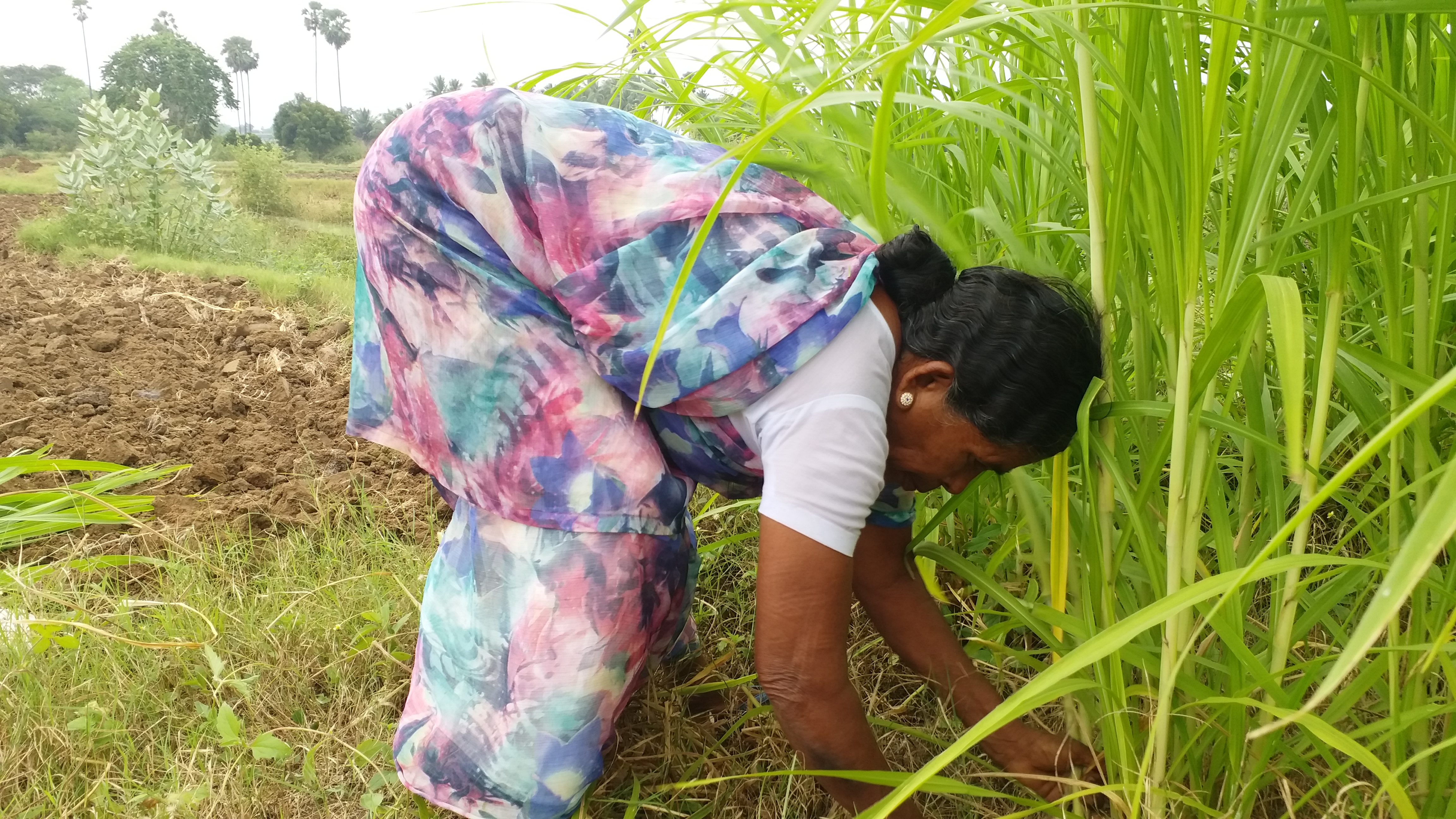 விவசாய பெண்மணி பாப்பாத்தி