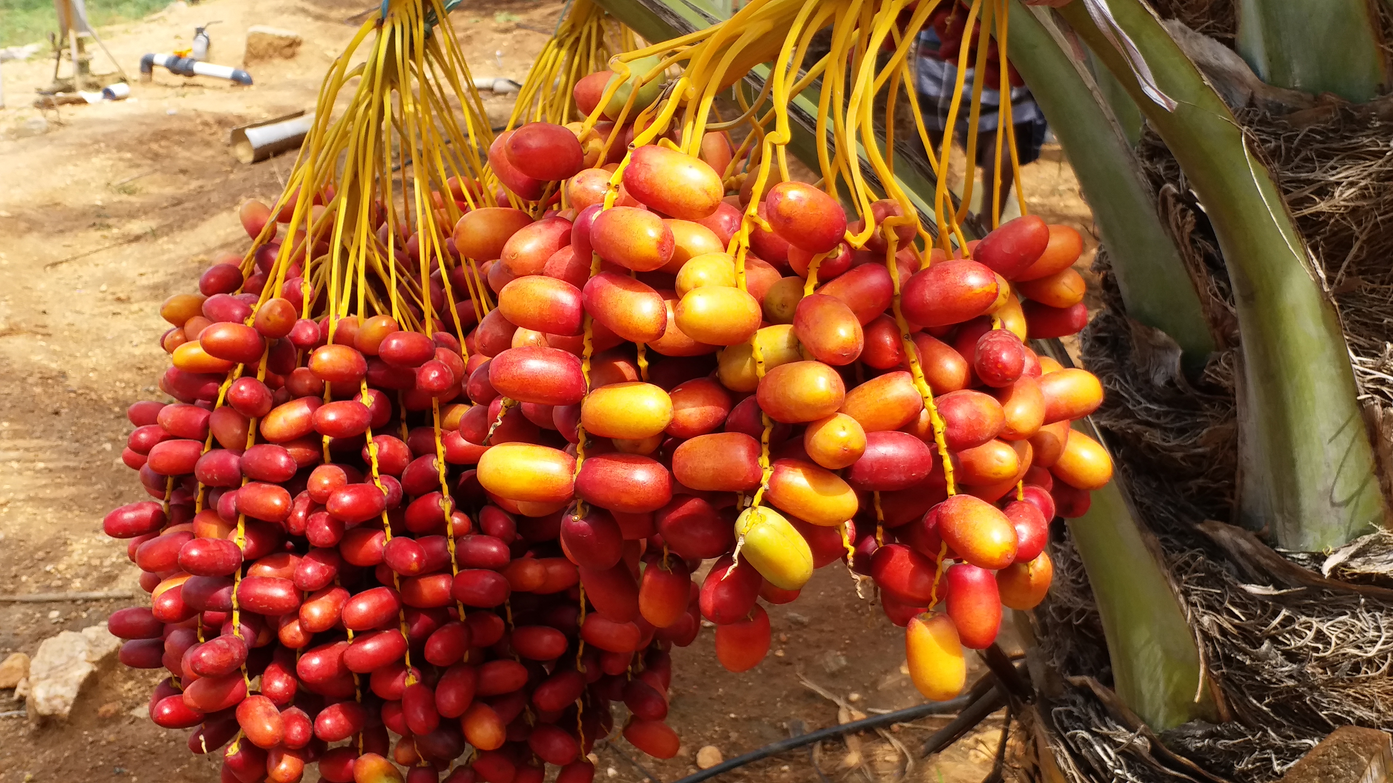 dates palm trees farmer story