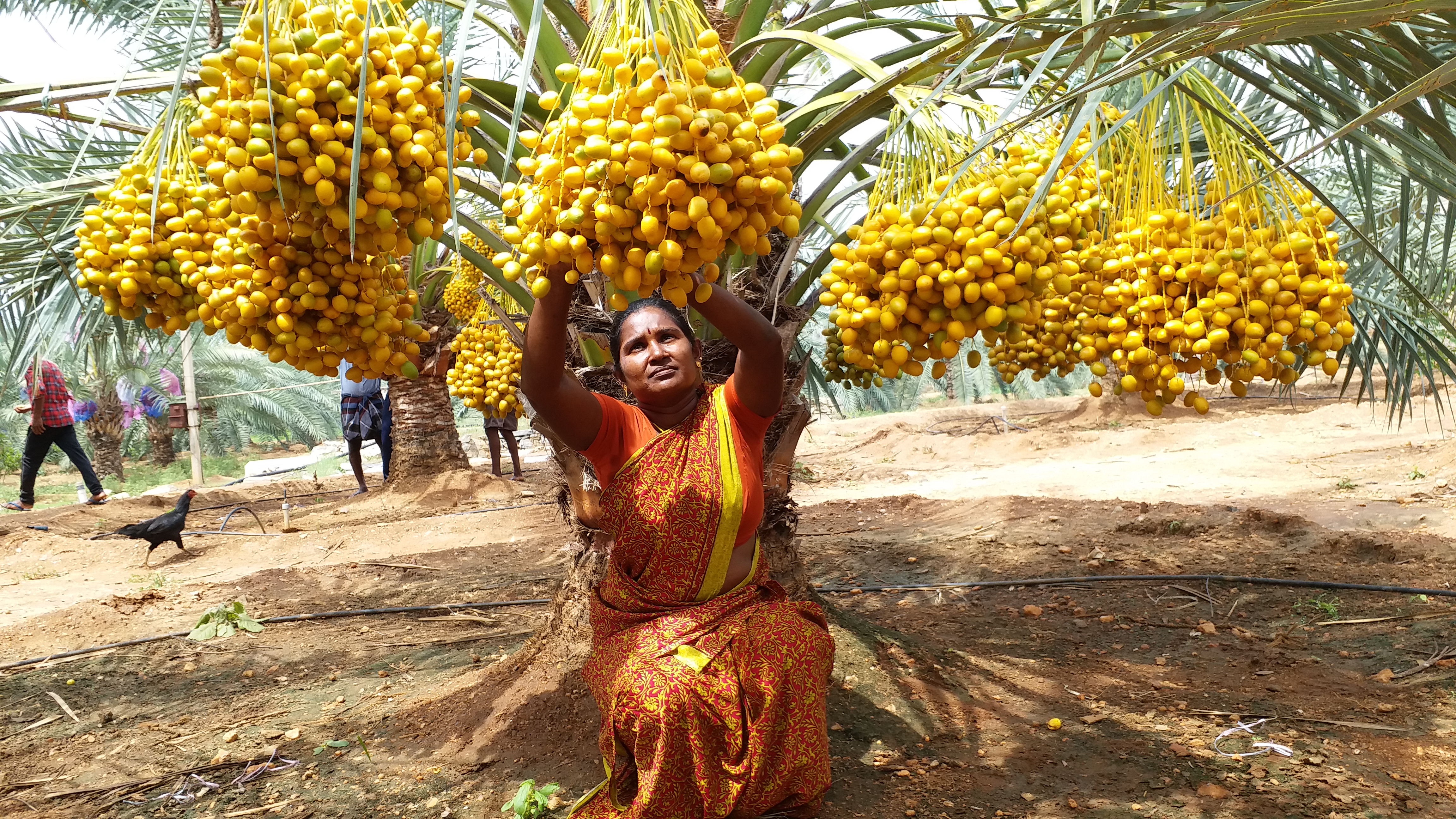 dates palm trees farmer story