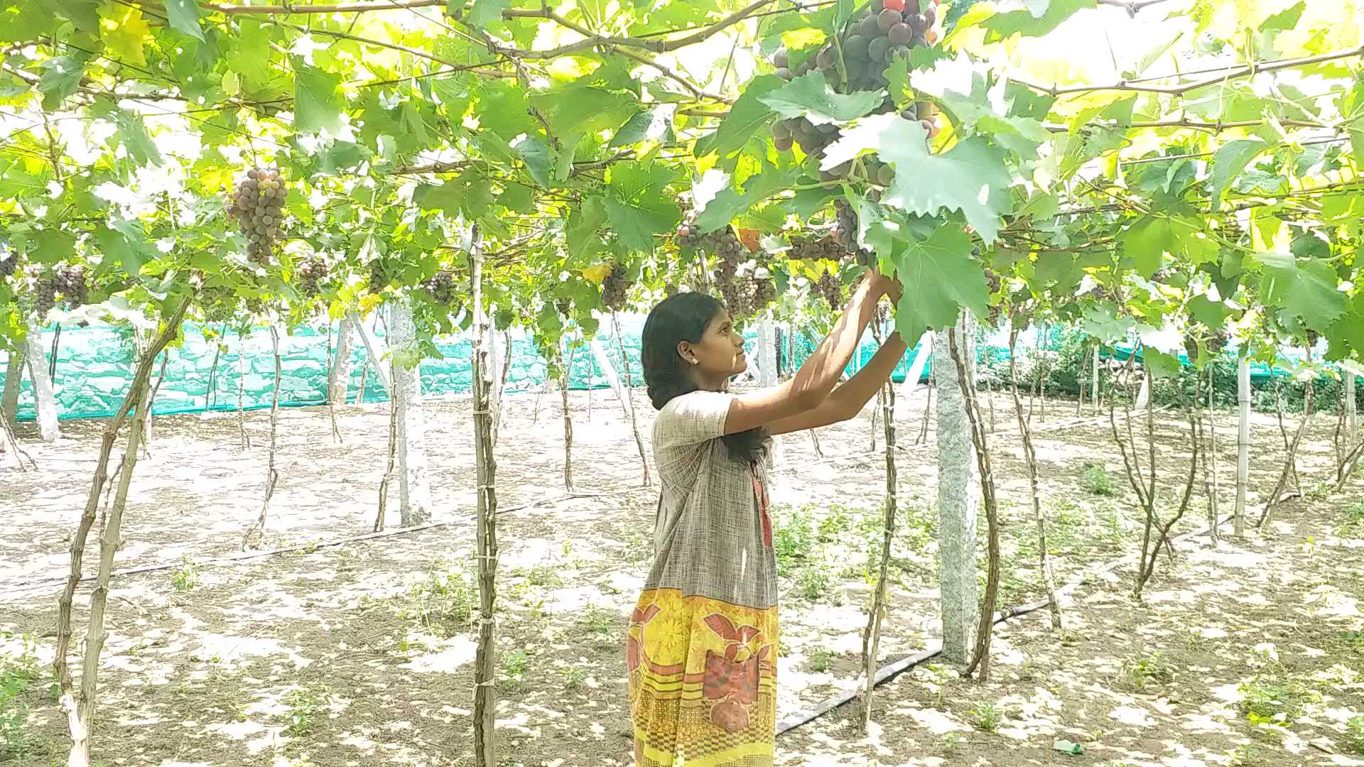 organic grapes farming in perambalur