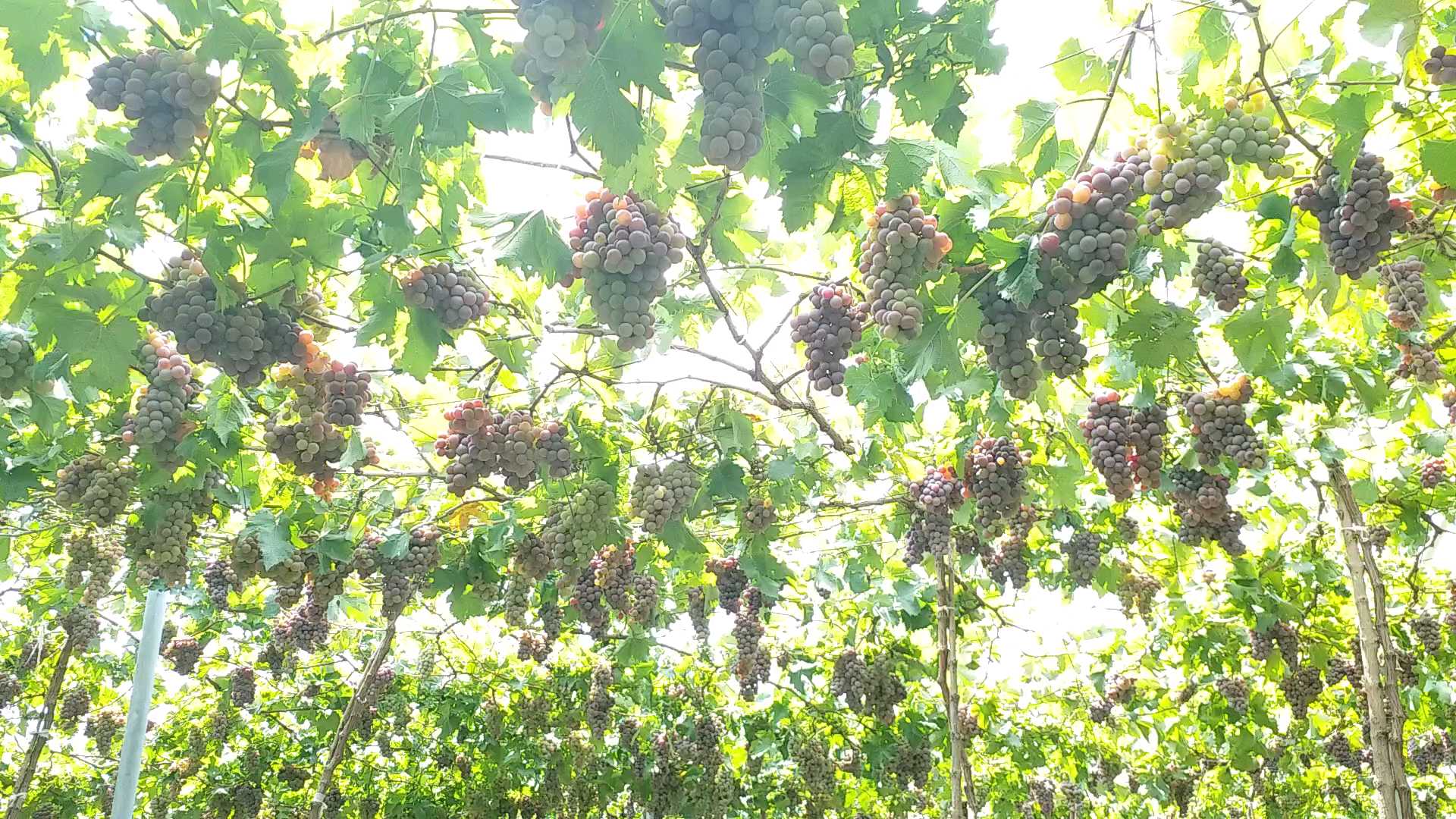 organic grapes farming in perambalur