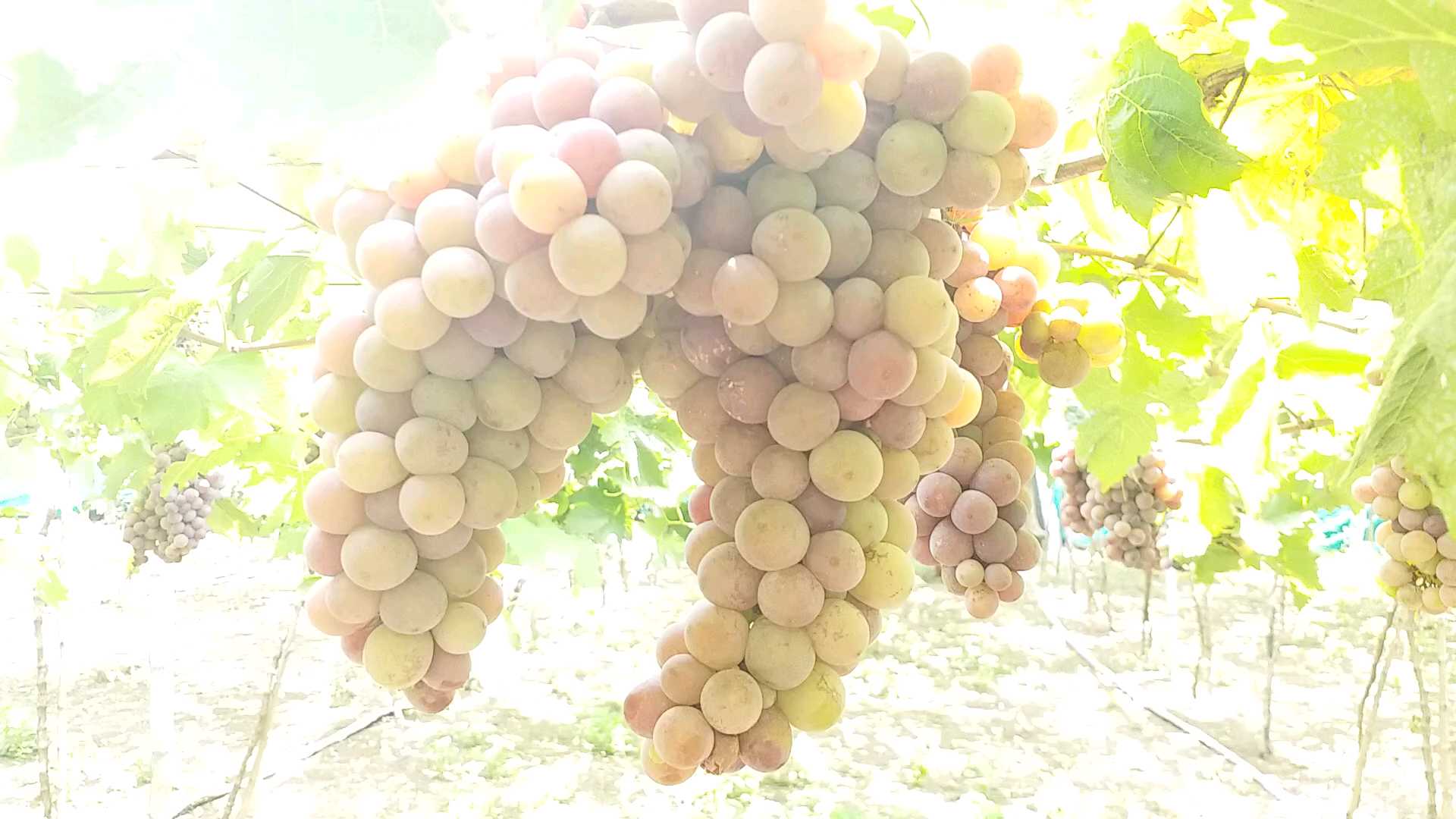 organic grapes farming in perambalur