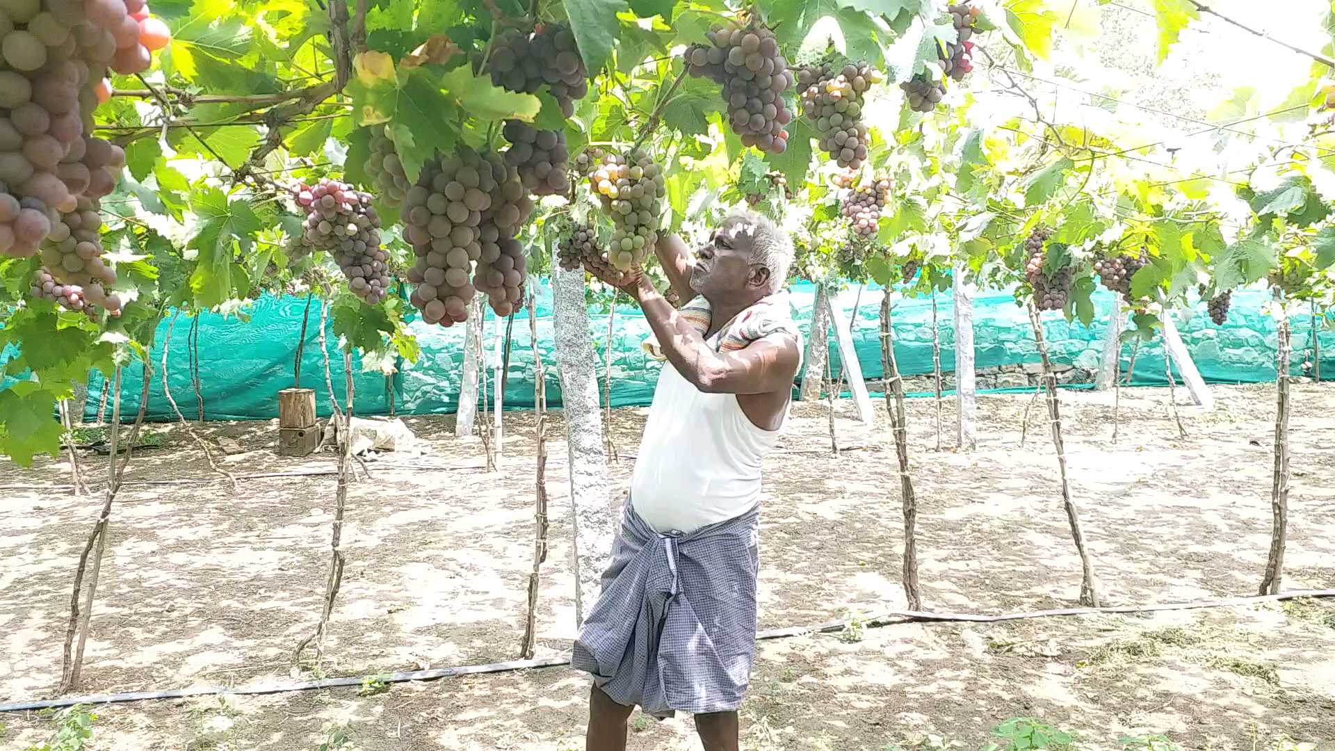 organic grapes farming in perambalur