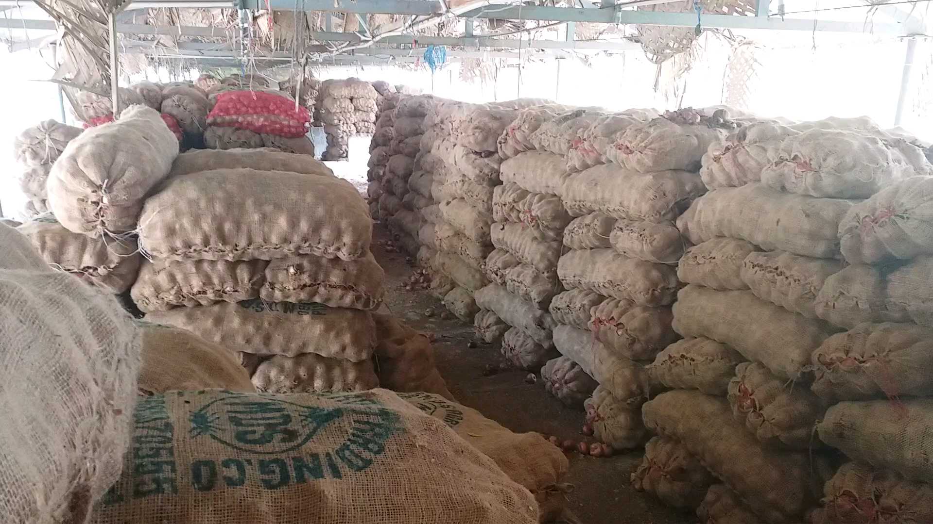 onion hoarding