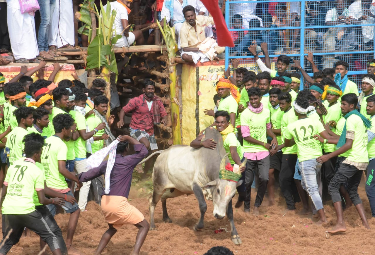 15 injured in keelakurichi jallikattu in pudukottai district