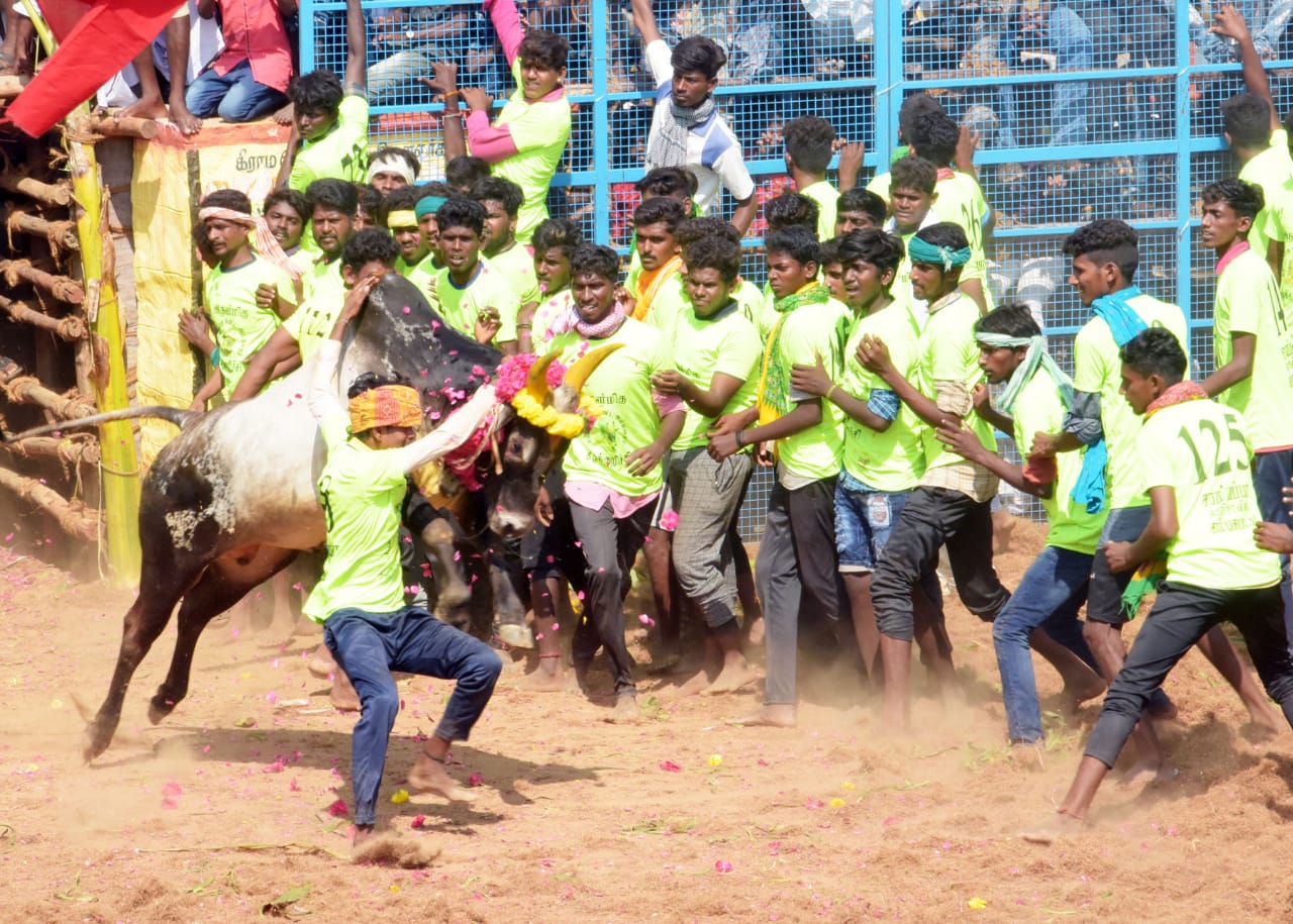 15 injured in keelakurichi jallikattu in pudukottai district