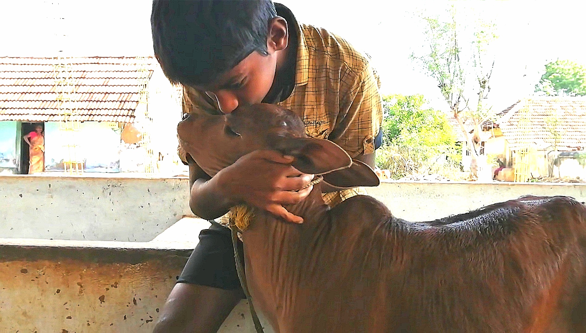 கன்றுடன் கொஞ்சும் சிறுவன்