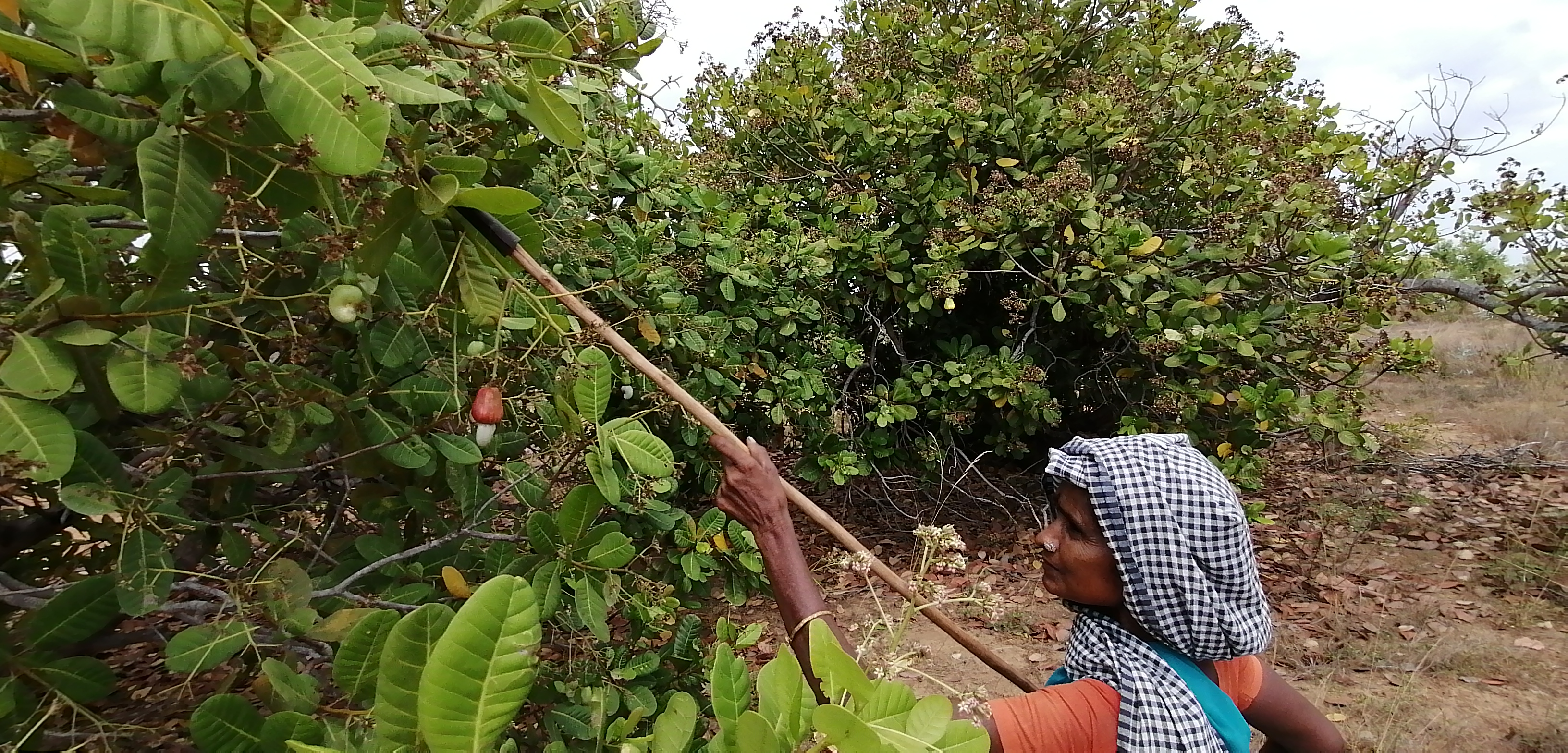 Will the Tamil Nadu Government support the cashew farmers who lose their livelihood?