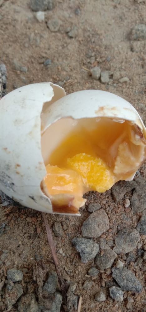 120 eggs are rotten at the Anganwadi Center!