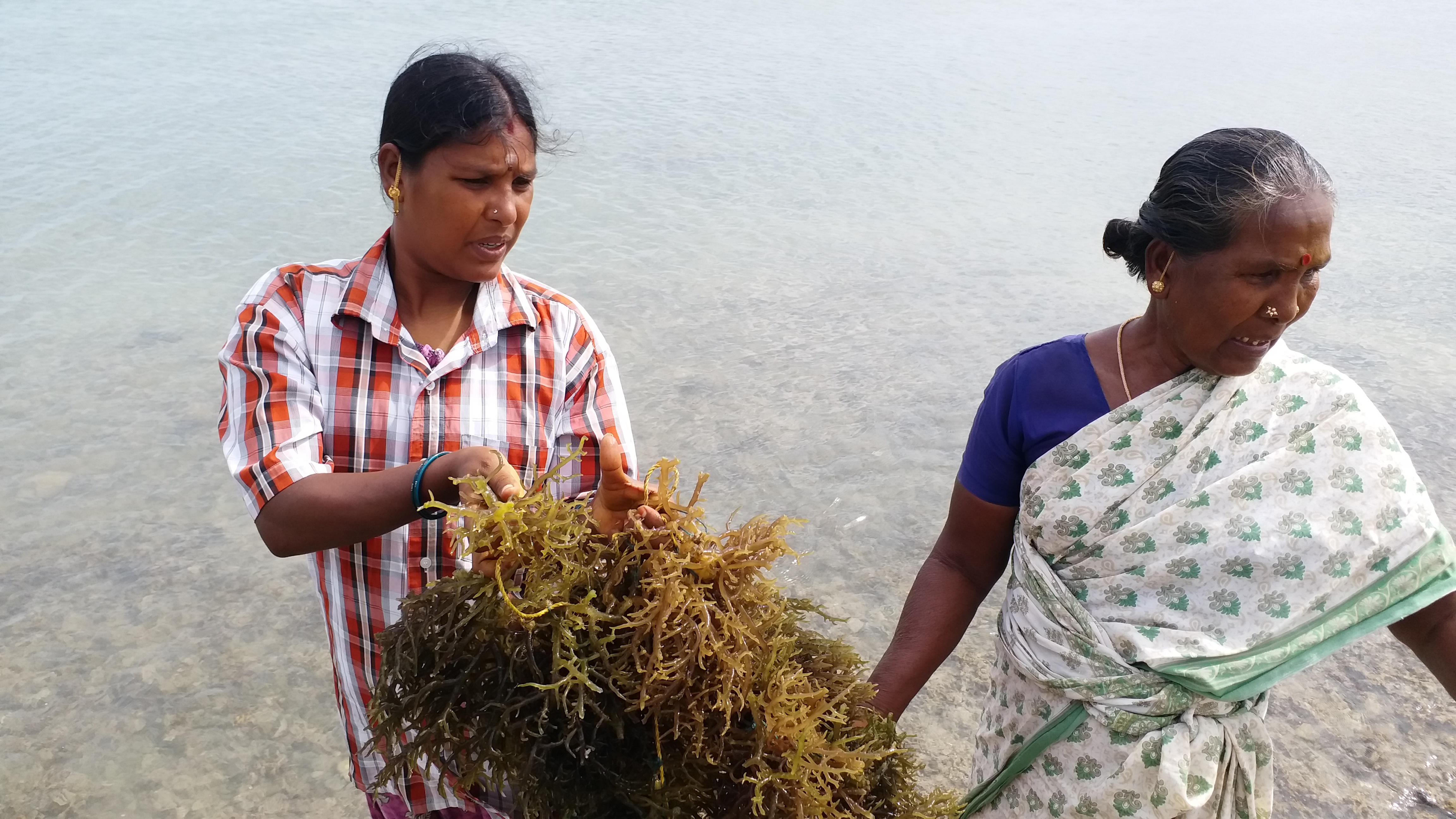 Marine Algae cultivation