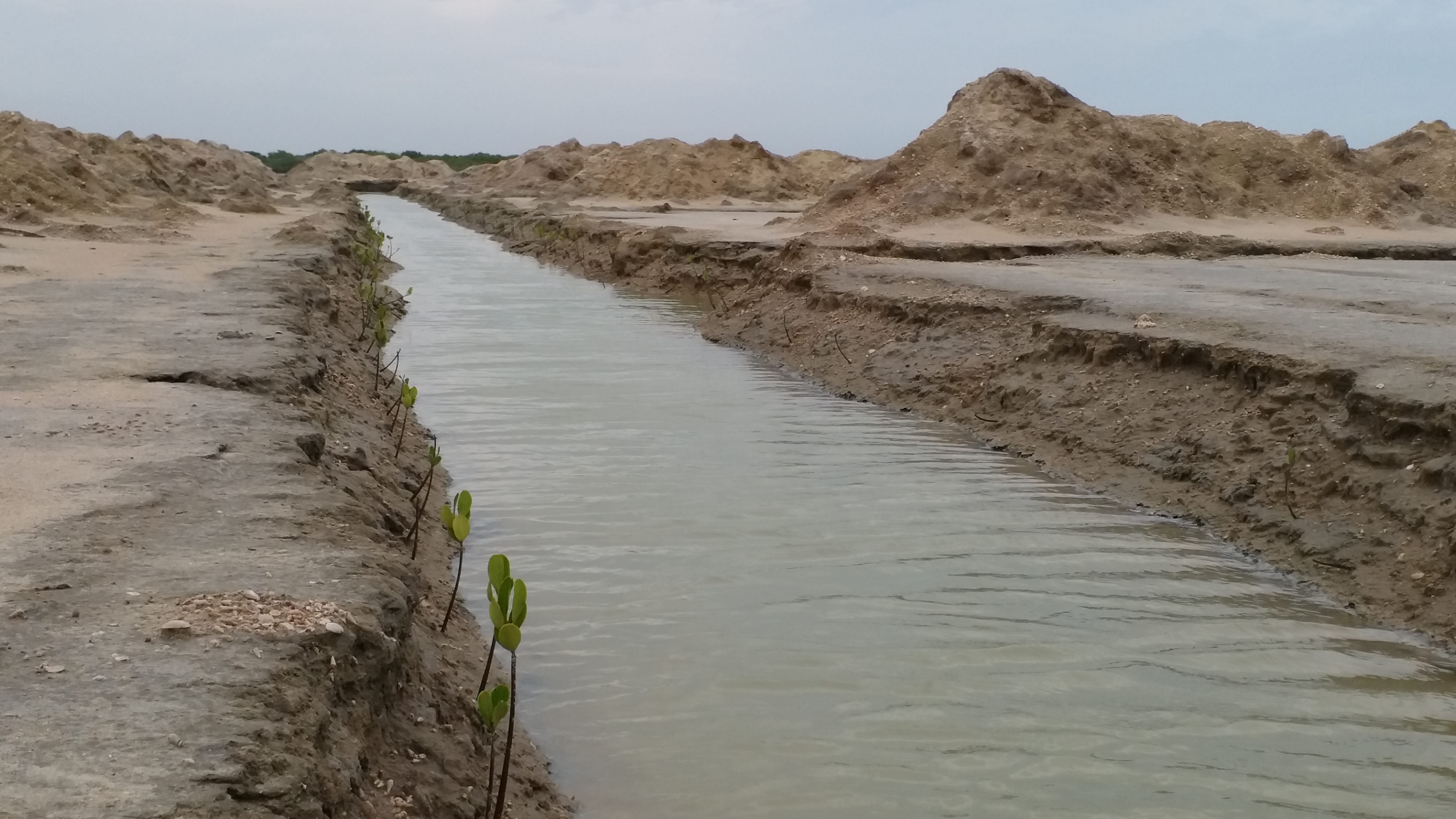 ramanadhapuram mangrove forest