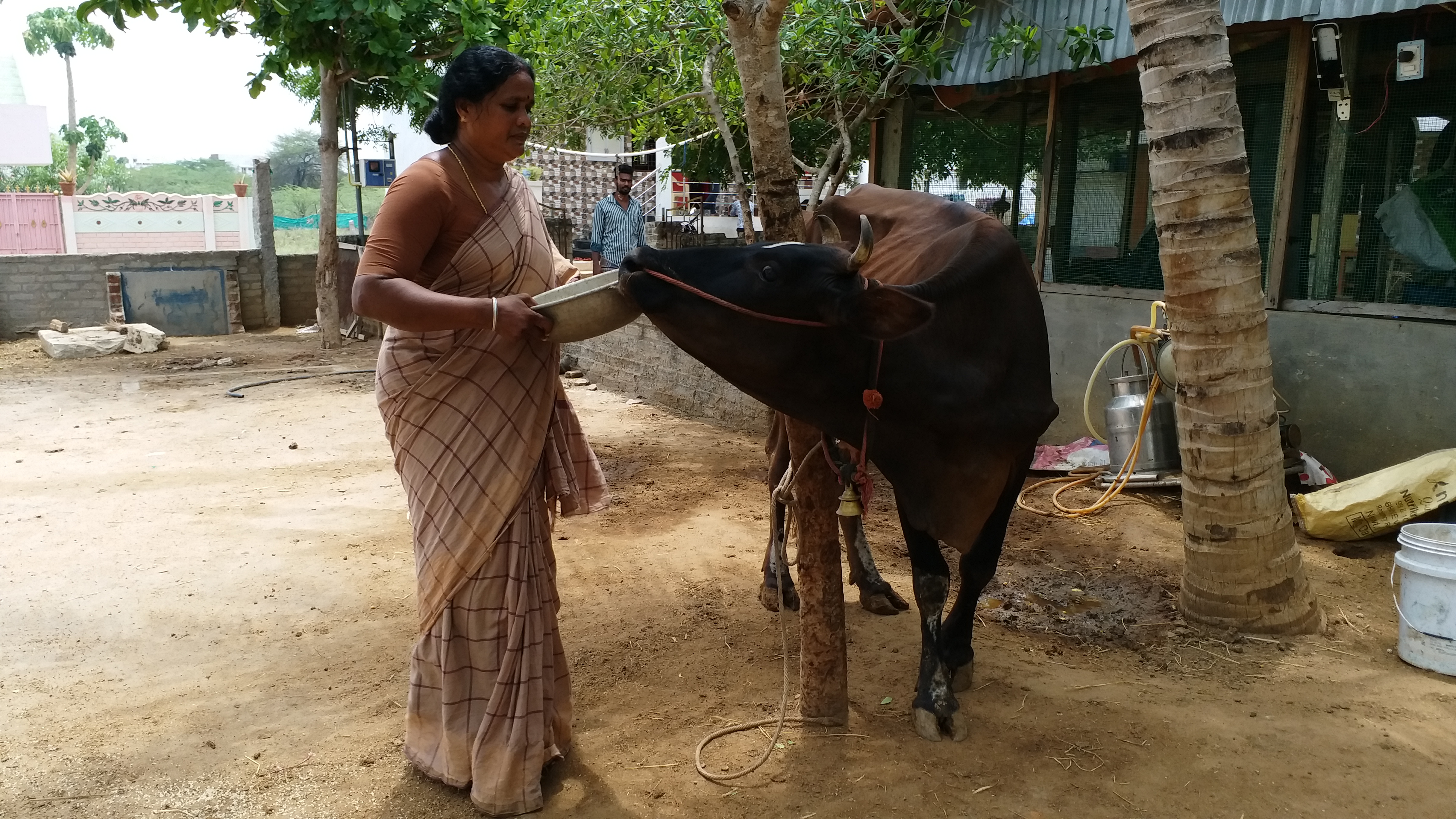 ராமநாதபுரம் மாவட்டச் செய்திகள்  கரோனா ஊரடங்கு  கருங்கோழி வளர்ப்பு  வேந்தோணி கருங்கோவி வளர்ப்பு  farming  ramanadhapuram district news