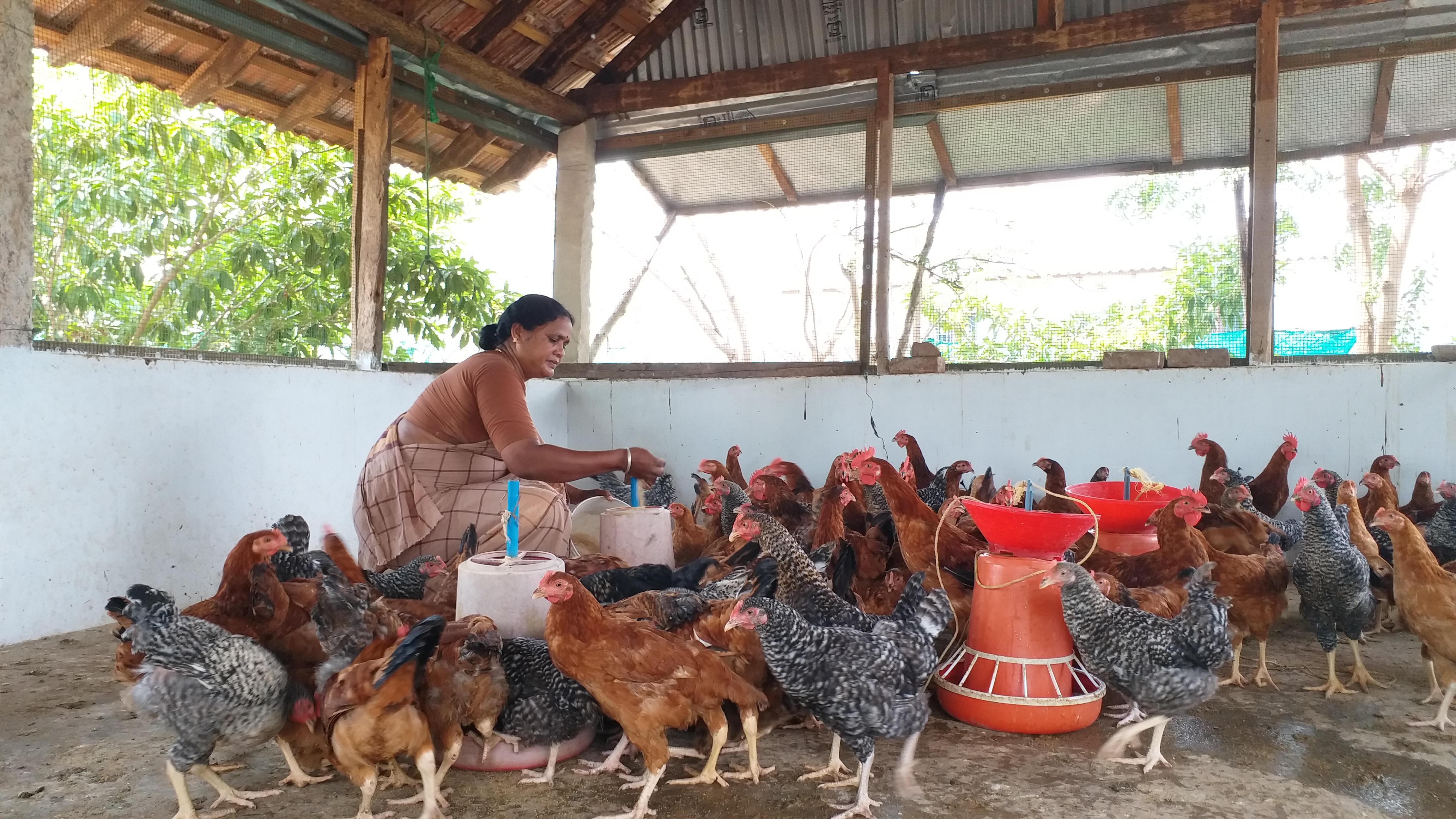 ராமநாதபுரம் மாவட்டச் செய்திகள்  கரோனா ஊரடங்கு  கருங்கோழி வளர்ப்பு  வேந்தோணி கருங்கோவி வளர்ப்பு  farming  ramanadhapuram district news