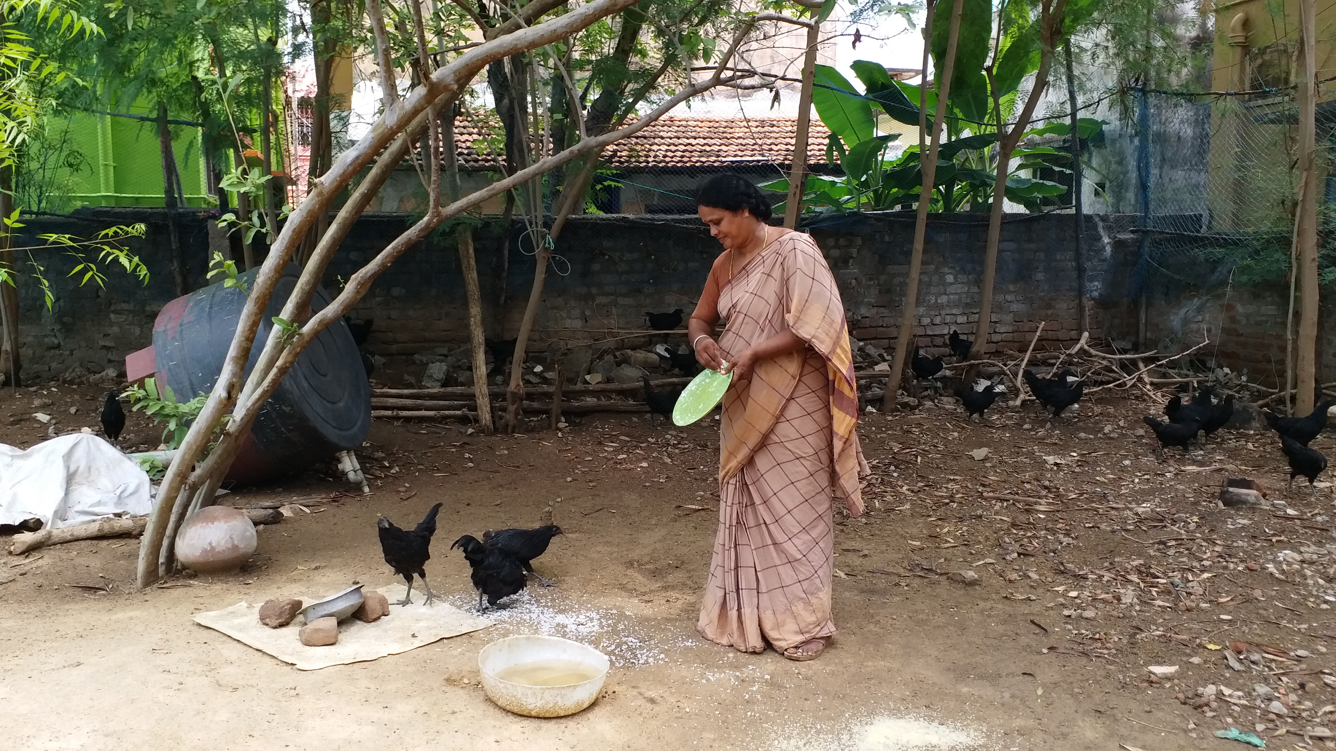 ராமநாதபுரம் மாவட்டச் செய்திகள்  கரோனா ஊரடங்கு  கருங்கோழி வளர்ப்பு  வேந்தோணி கருங்கோவி வளர்ப்பு  farming  ramanadhapuram district news