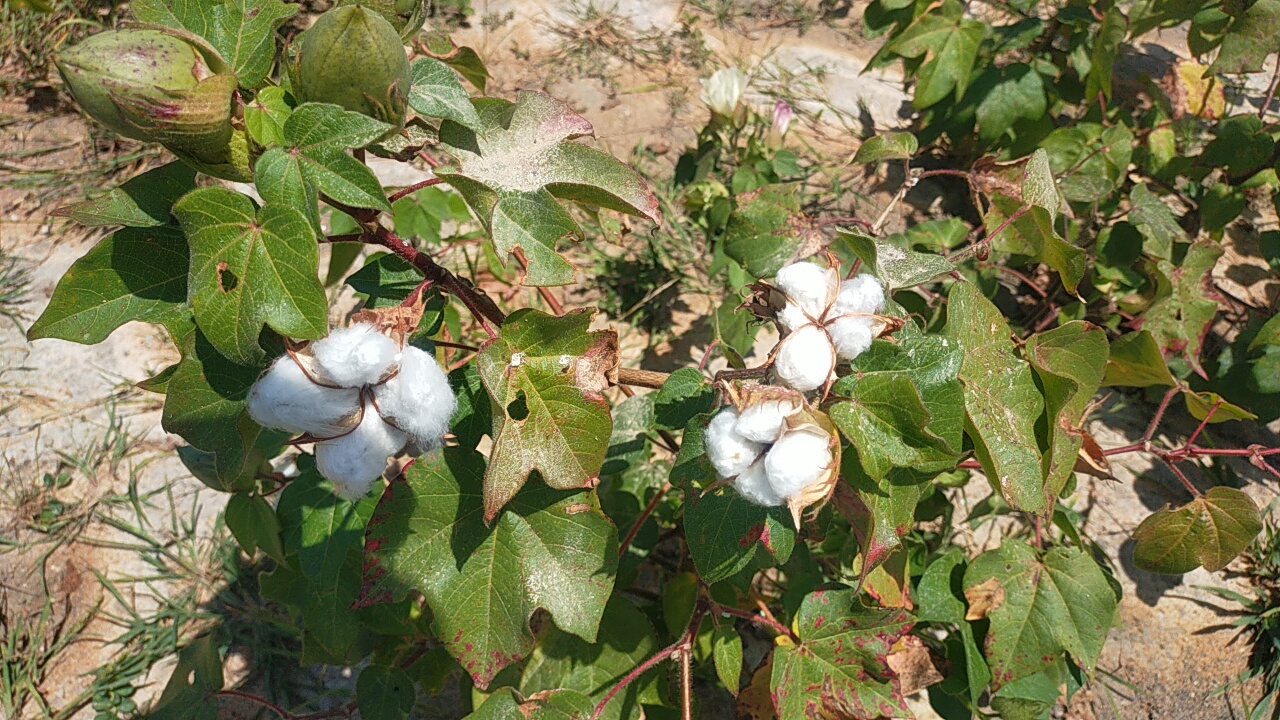 second-crop-farming-ramanathapuram-succeed