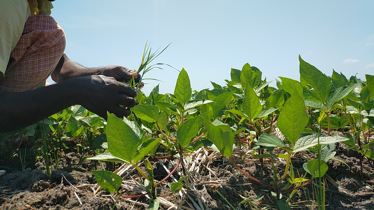 second-crop-farming-ramanathapuram-succeed