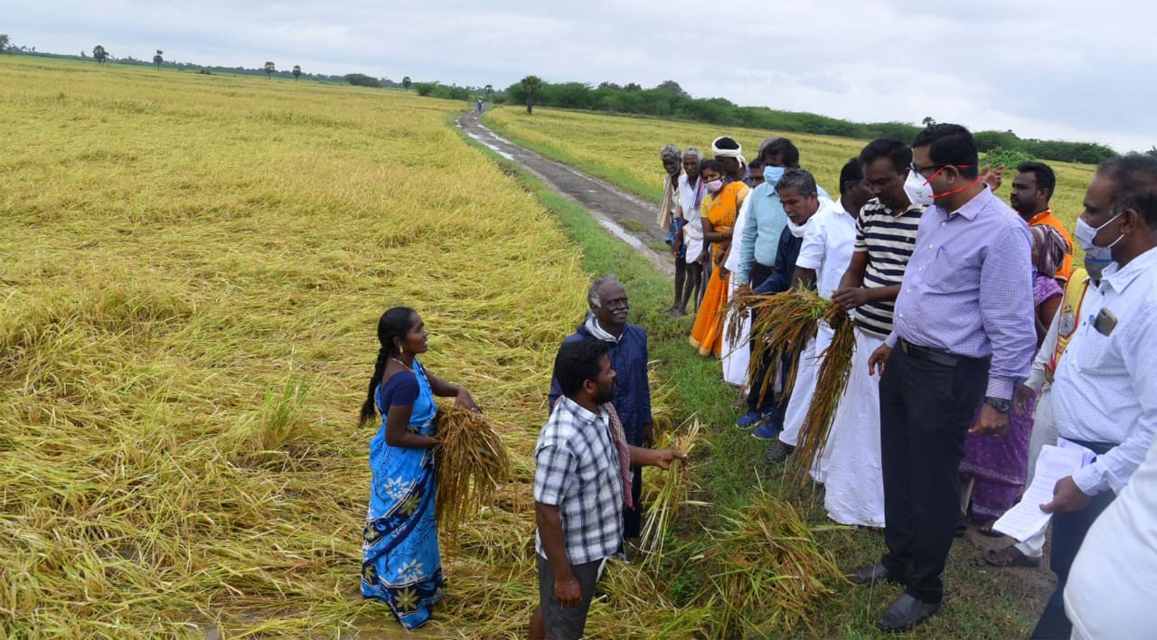 நீரில் மூழ்கி சேதமடைந்த நெற்பயிர்களை ஆய்வு செய்யும் மாவட்ட ஆட்சியர்