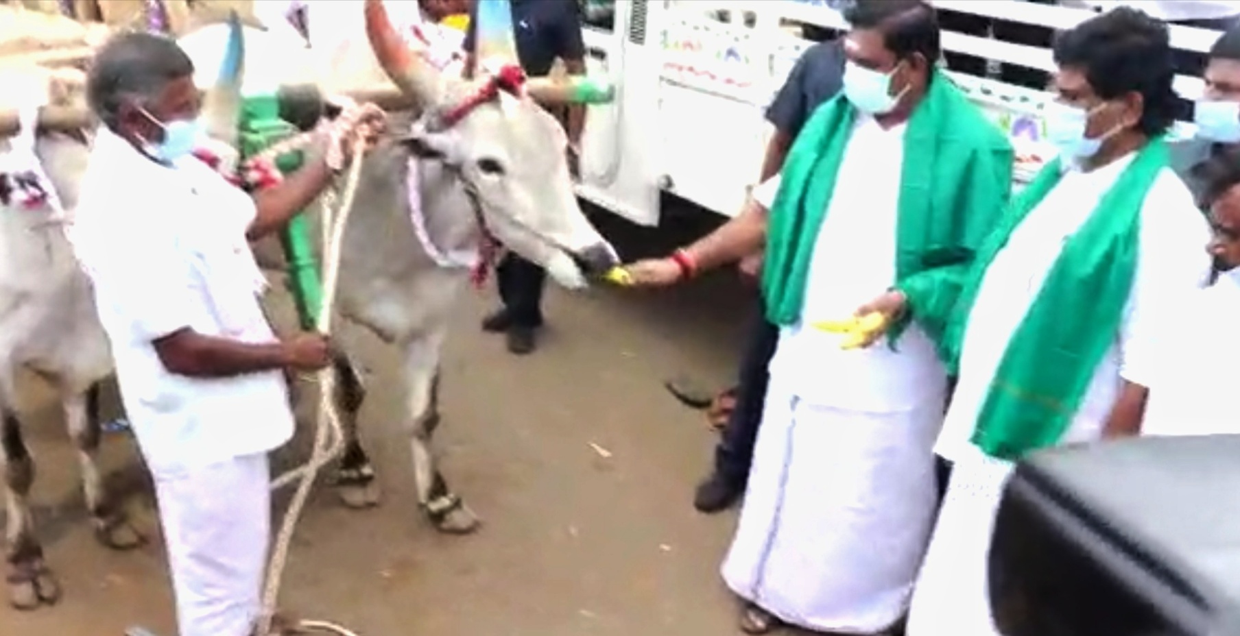 காளைக்கு வாழைப்பழம் கொடுக்கும் முதலமைச்சர்