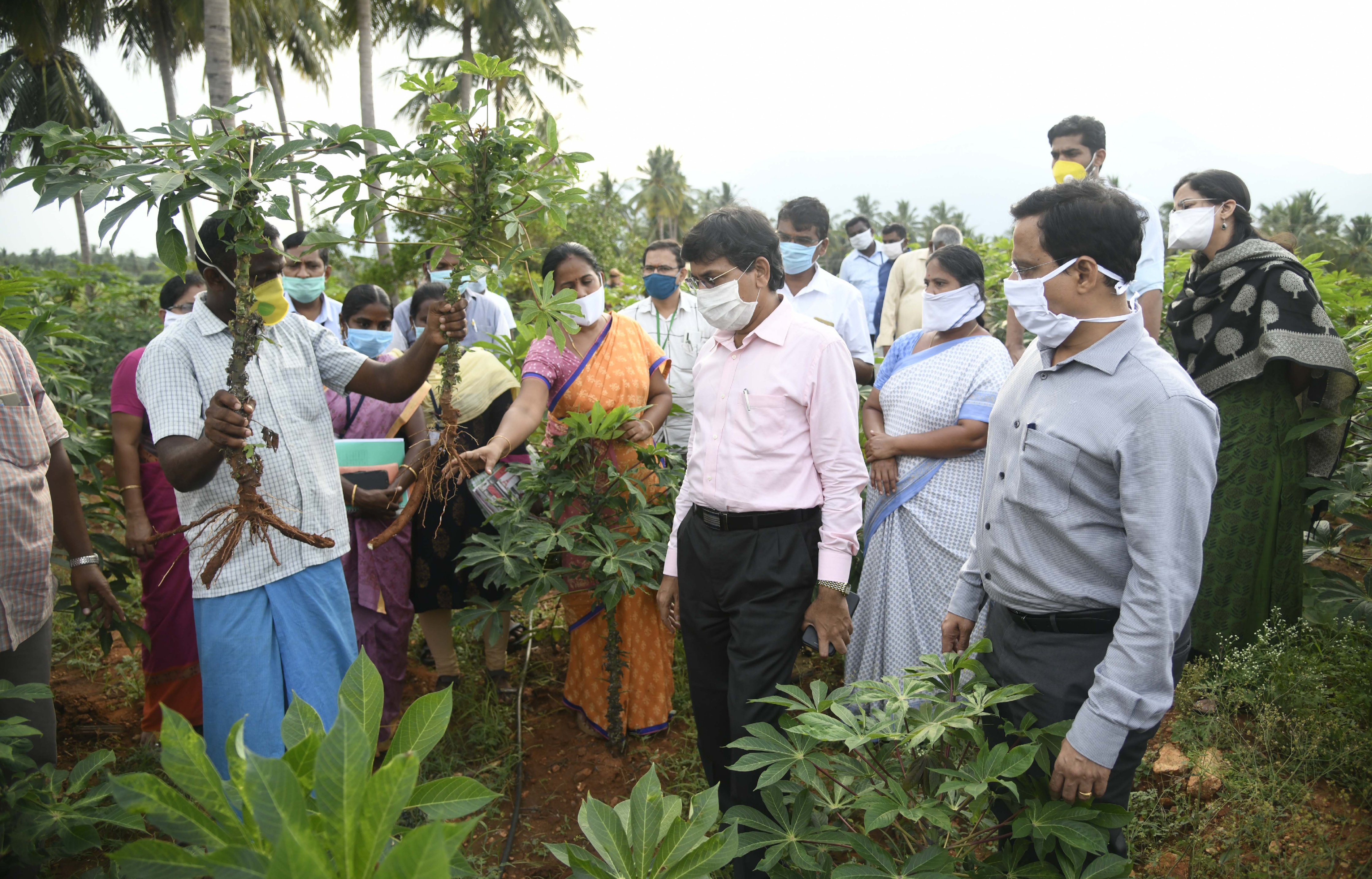 salem-collector-raman-inspected-cassava-agri-fields