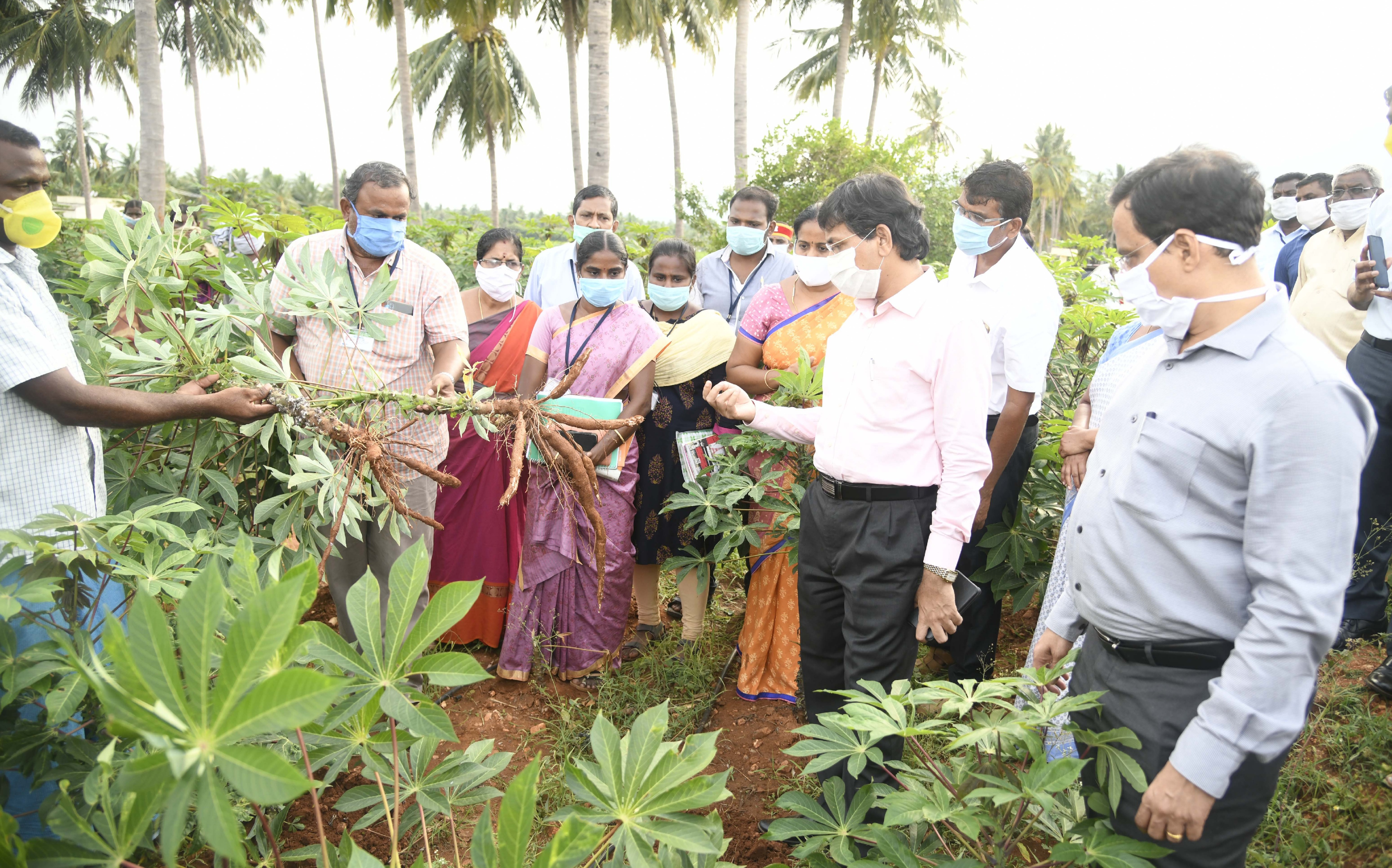 salem-collector-raman-inspected-cassava-agri-fields