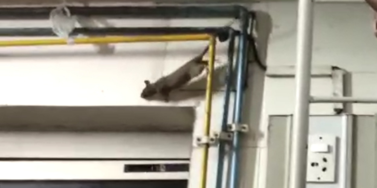 rat in government hospital