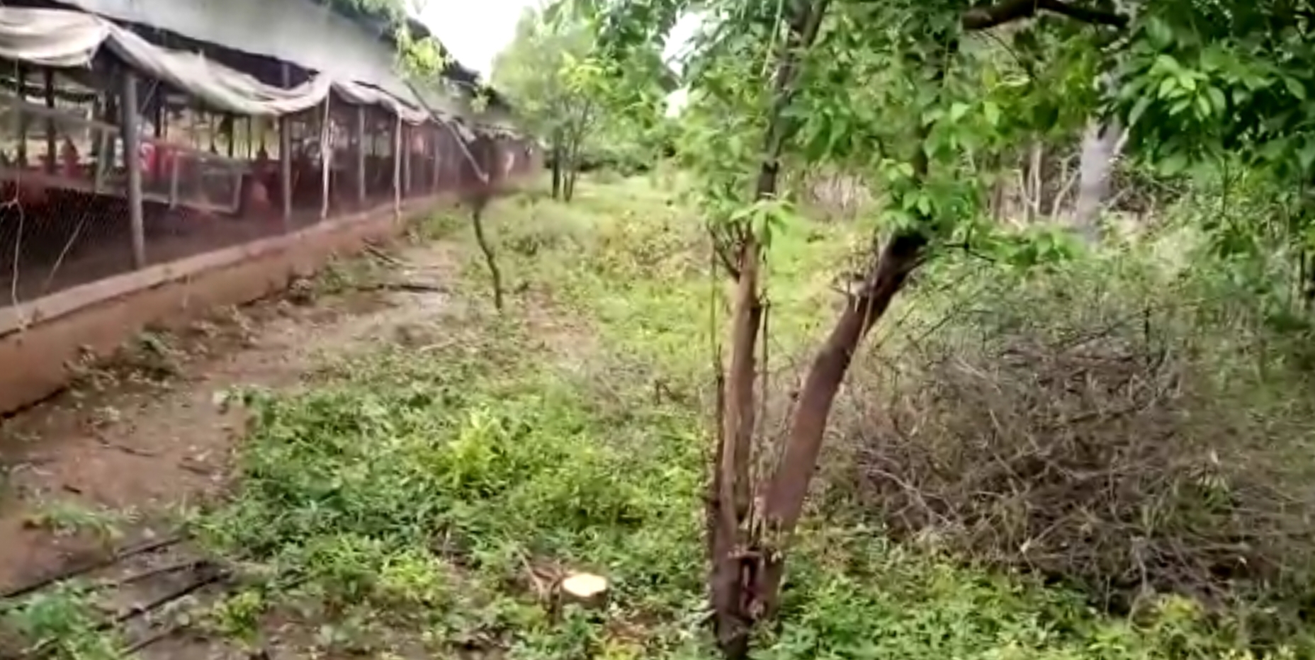 Sandalwood theft near attur