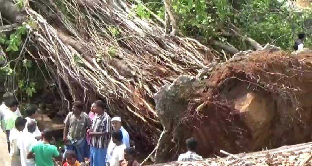 வேருடன் சாய்ந்த ஆலமரம்