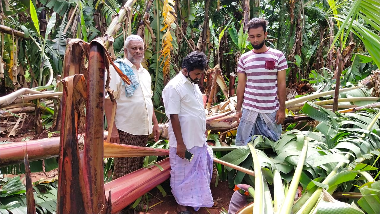 Tenkasi farmer  தென்காசி  தென்காசி மாவட்டச் செய்திகள்  Tenkasi district news  banana trees fall