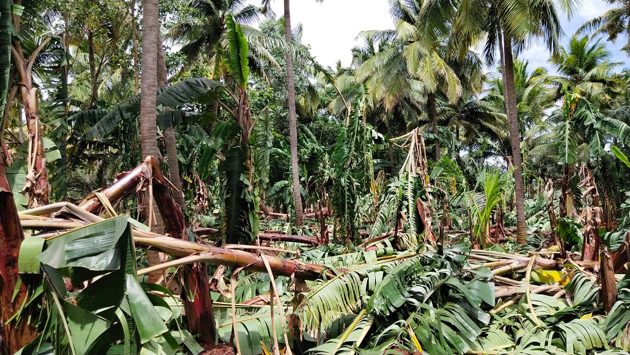 Tenkasi farmer  தென்காசி  தென்காசி மாவட்டச் செய்திகள்  Tenkasi district news  banana trees fall