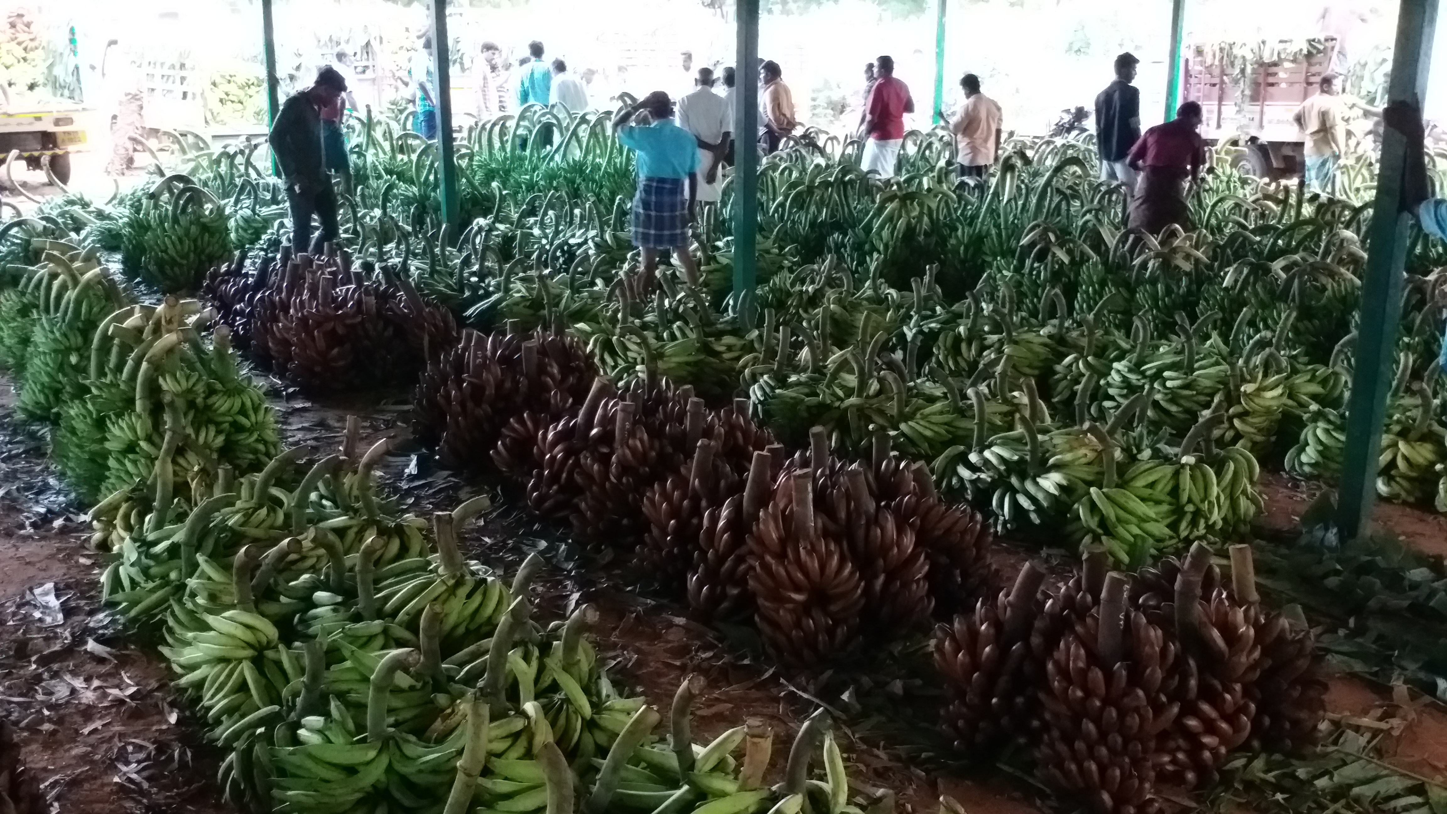 bananas in market