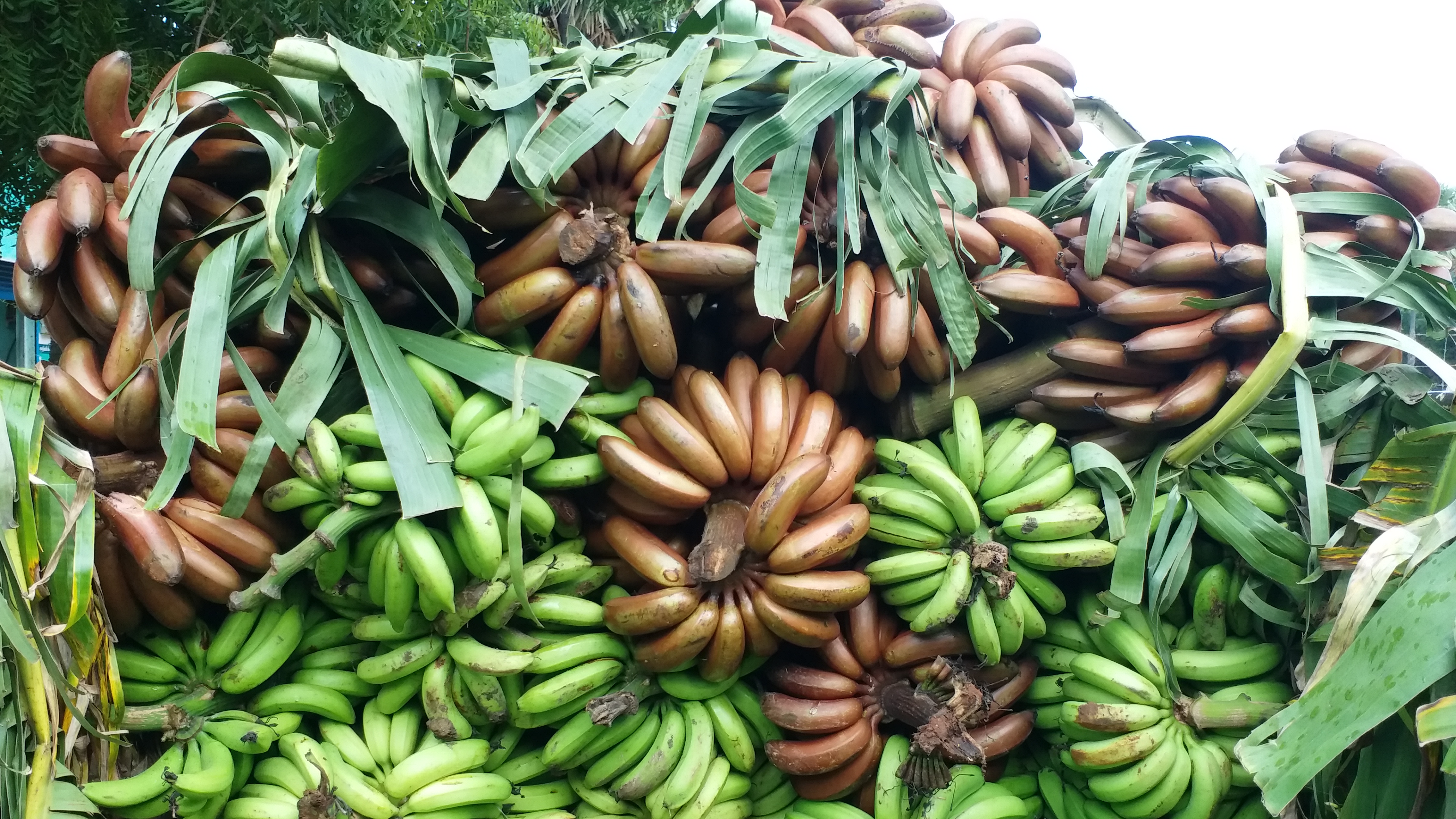 bananas in market