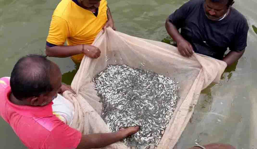 theni collector pallavi left fingerlings in vaigai dam