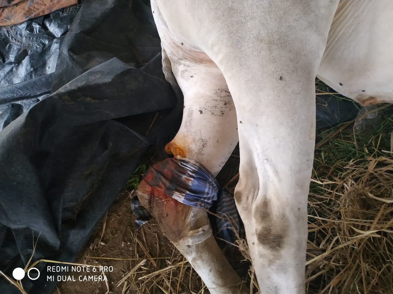 Farmer in Thanjavur attacks bull