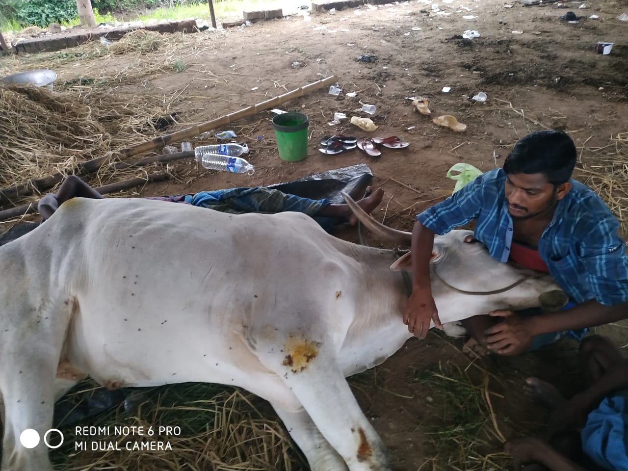 Farmer in Thanjavur attacks bull